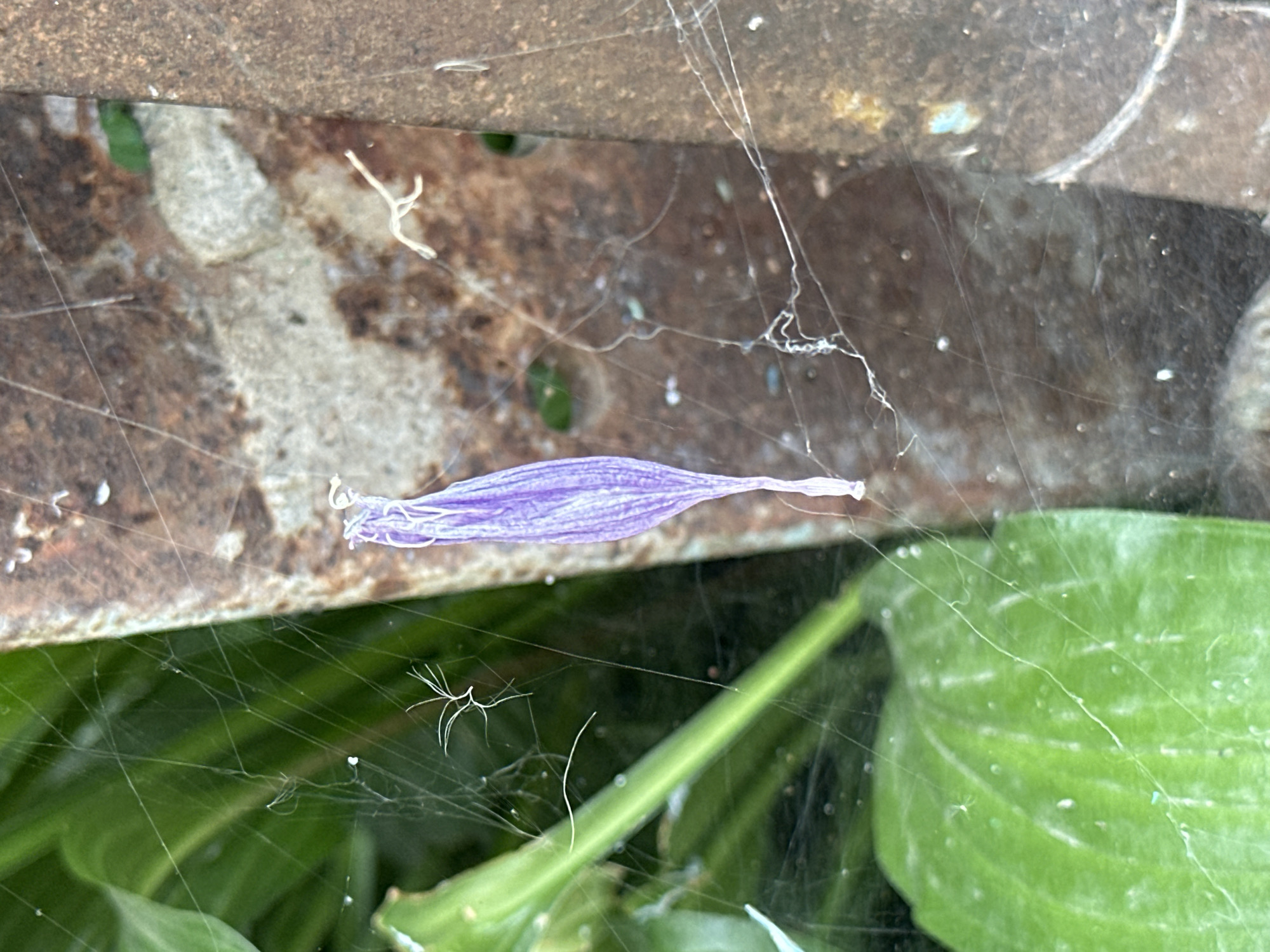 A single, dried purple flower petal hangs suspended in a spider web. The petal is long and narrow, with delicate veins visible. The spider web is attached to a rusty, metallic surface, possibly part of a fence or garden structure. In the background, a blurred green leaf is visible, suggesting an outdoor, natural setting. The image is focused on the petal and the web, with the background out of focus. The scene is likely located in Yessentuki, Russia, given the context provided.