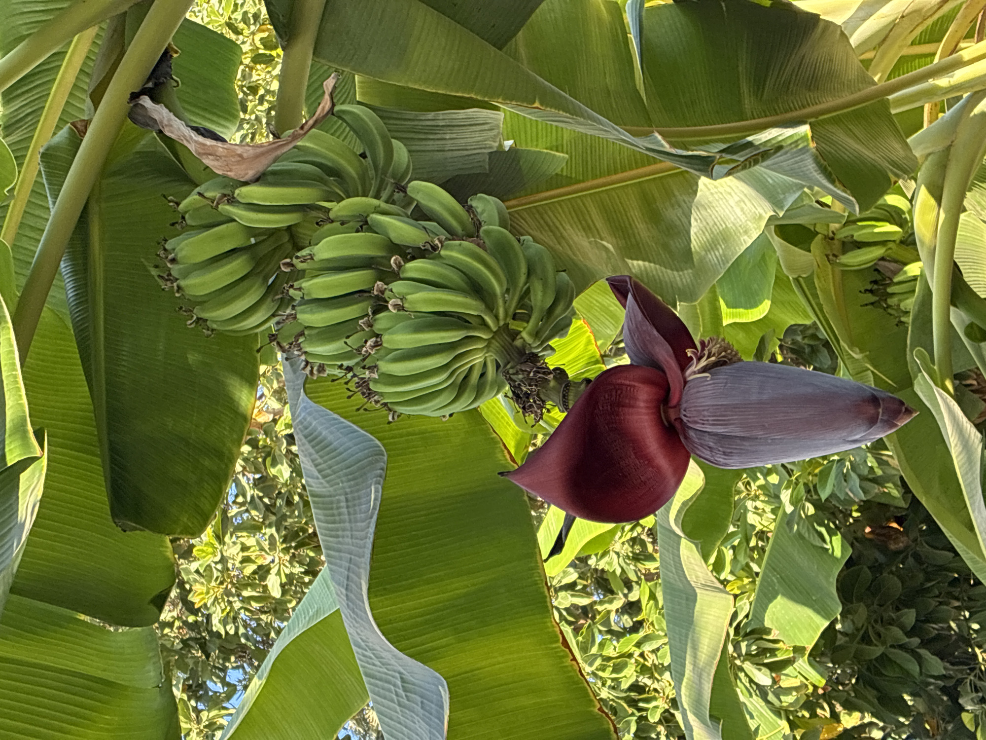 In Alanya, Turkey, a close-up shot captures a bunch of unripe, green bananas hanging from a banana tree. The bananas are clustered together, with the pointed ends facing downwards. Beneath the bananas, a deep purple banana flower droops, its petals unfurling to reveal a lighter purple interior. The background is filled with the lush green foliage of the banana plant, with some sunlight filtering through, creating highlights on the broad leaves. In the distance, out of focus, is the greenery of other trees.