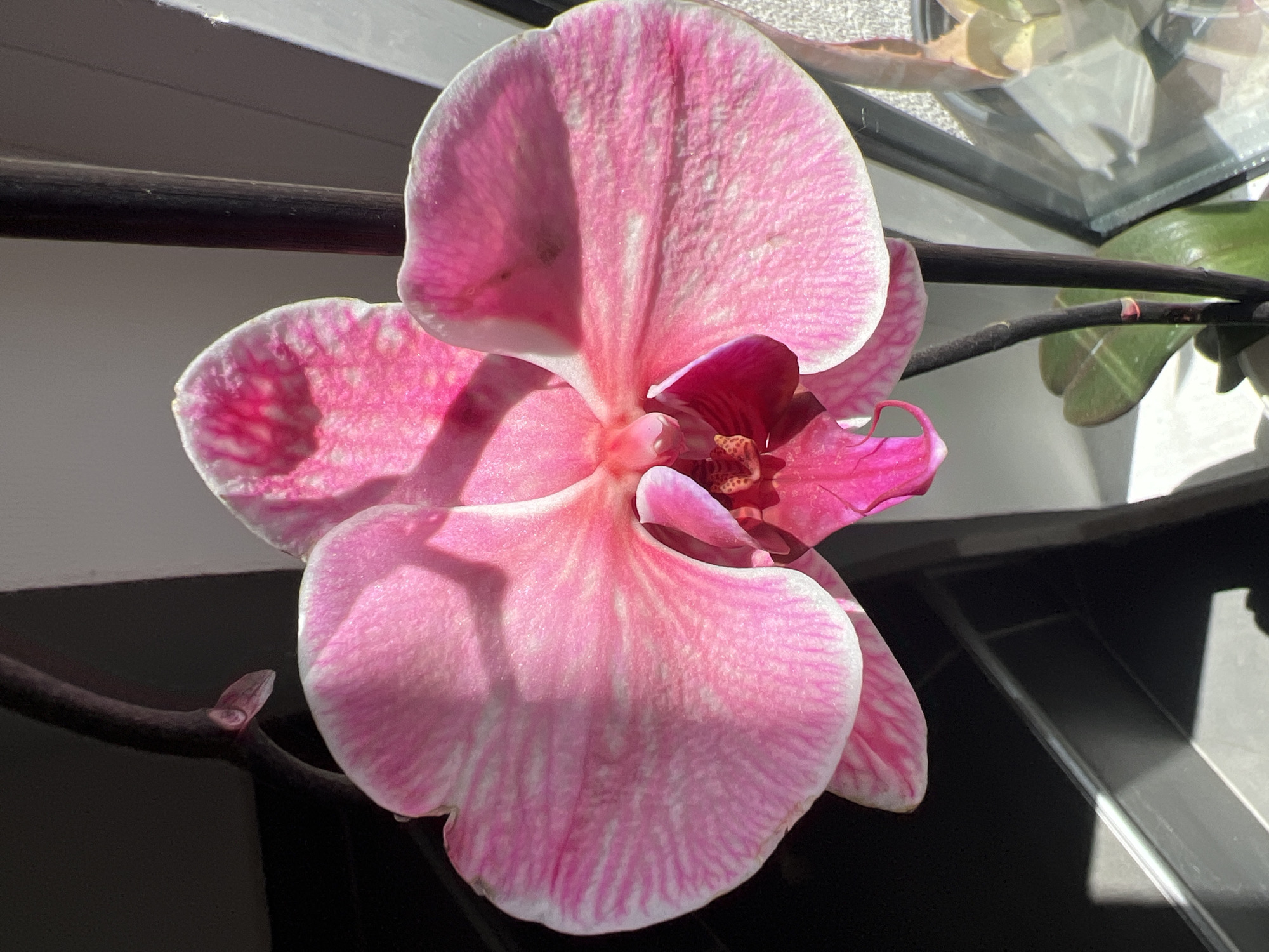 A vibrant pink orchid flower is captured in a close-up, illuminated by bright, direct sunlight. The orchid features large petals with a rich pink hue that lightens to white at the edges, adorned with intricate darker pink veins and patterns. The center of the flower displays a deeper fuchsia or magenta color. Strong sunlight casts distinct shadows across the petals, emphasizing their texture and form.
The orchid is attached to a dark, slender stem, which extends into the blurred background. Visible in the background are elements suggesting an indoor setting near a window. A dark horizontal bar, likely a window frame or shelf, runs across the upper left. To the right, a clear glass surface reflects light, indicating a window pane, with faint hints of green leaves beyond. Another small bud is visible on the stem to the left, suggesting continued growth. The overall scene conveys a sunny daytime environment, likely a windowsill or similar indoor spot. There is no visible text in the image.