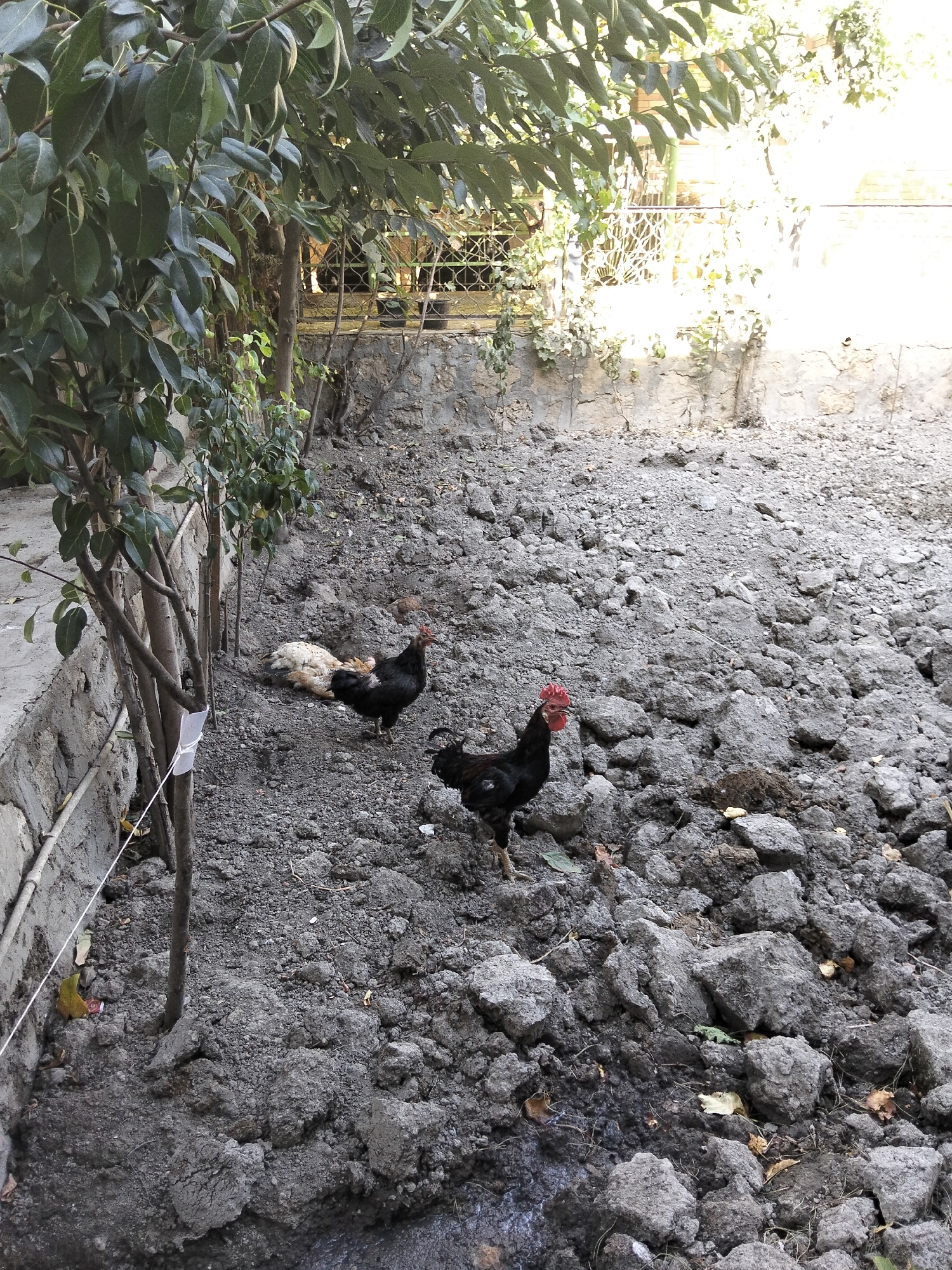 The image depicts an outdoor scene, likely a backyard or a neglected outdoor area, in Kogon City, Uzbekistan. The ground is predominantly covered with dark, loose soil and large, irregular rocks. To the left, there is a low, rough stone wall and several young trees with dark bark and green leaves. A thin white string or wire is attached to one of the tree trunks and extends downwards. In the middle ground, several chickens are present. Two black chickens stand on the rocky ground, one facing forward with its head raised, and another partially visible on the right edge of the frame. Behind the standing black chicken, a group of lighter-colored chickens, possibly white or light brown, are resting or huddled together. The background features a wall with a decorative metal fence or grate and foliage. The overall impression is of a rural or semi-rural setting with a slightly unkempt appearance.