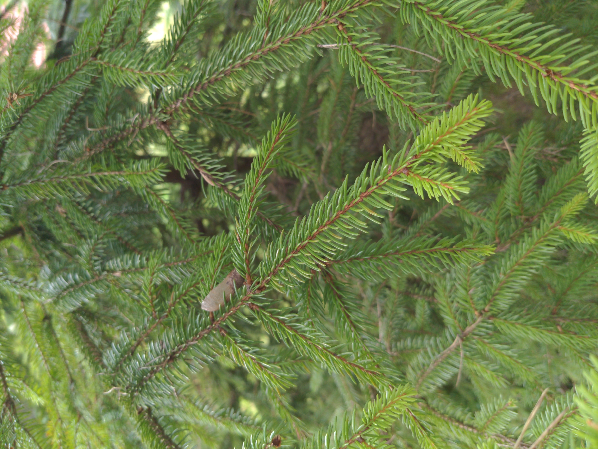 The image displays a close-up view of a dense evergreen tree, likely a spruce or fir, characterized by its lush green needles and dark brown branches. The needles are short, sharp, and arranged densely along the branches. The lighting suggests an outdoor environment, possibly during daylight hours, with soft shadows and a slightly blurred background indicating a shallow depth of field. There is no presence of people, man-made objects, or any specific landmarks that would pinpoint a location within the city of Сонячне, Ukraine. The focus is entirely on the natural texture and color of the tree's foliage.