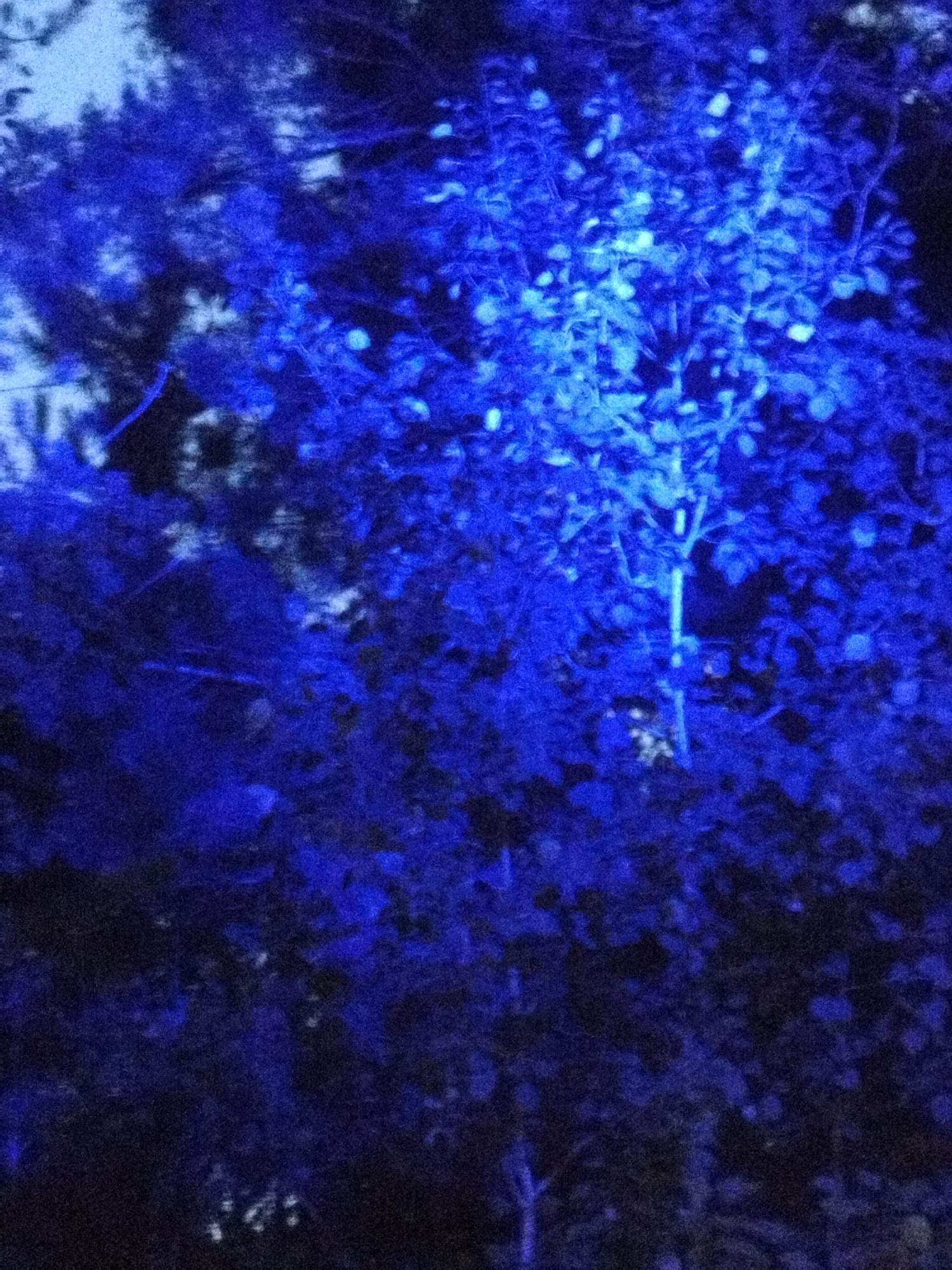 The image displays a dimly lit outdoor scene dominated by the color blue, suggesting artificial lighting. It appears to be a close-up view of foliage, likely trees or bushes, with many small leaves and branches visible. The blue light illuminates some of the leaves, making them appear bright and almost glowing, while other areas are cast in deep shadow. In the upper left portion of the image, there's a brighter, lighter blue area that might indicate the sky or a source of light. The overall impression is one of a natural setting dramatically altered by colored lighting. There are no people, animals, or specific man-made objects clearly identifiable in this close-up shot. The context of Surgut, Russia, is not visually discernible from the image itself; the scene could be anywhere with similar vegetation and artificial lighting.