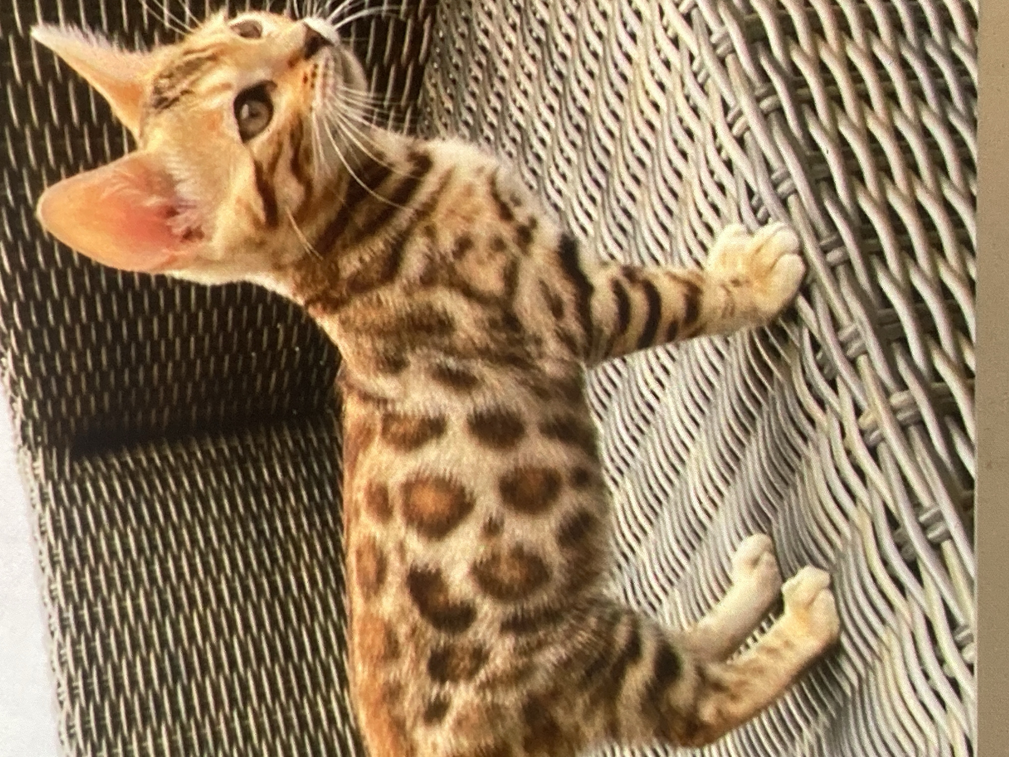 A young Bengal cat with a tan coat and dark spots stands on a woven outdoor chair. The cat is facing right and appears to be looking at something off-camera. Its ears are perked up and its tail is down. The chair is made of a dark, textured material. The background is out of focus, but appears to be an outdoor setting. The image does not contain any specific information about the city of Ustyvytsia, Ukraine.