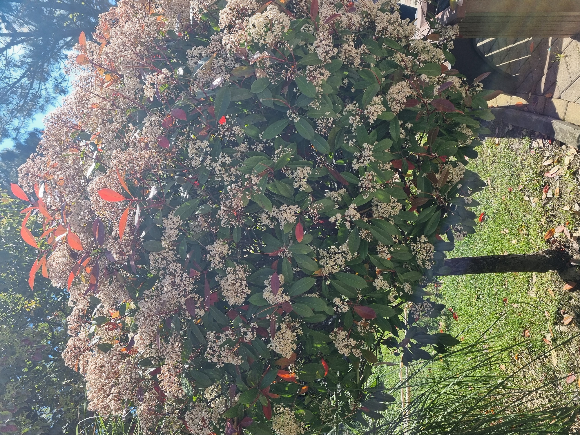 The image shows a Photinia shrub in bloom, with white flowers and red leaves. The trunk of the shrub is visible, and it is surrounded by green grass and foliage. A fence and a paved area can be seen in the background. The location is likely Sochi, Russia, given the climate and vegetation.