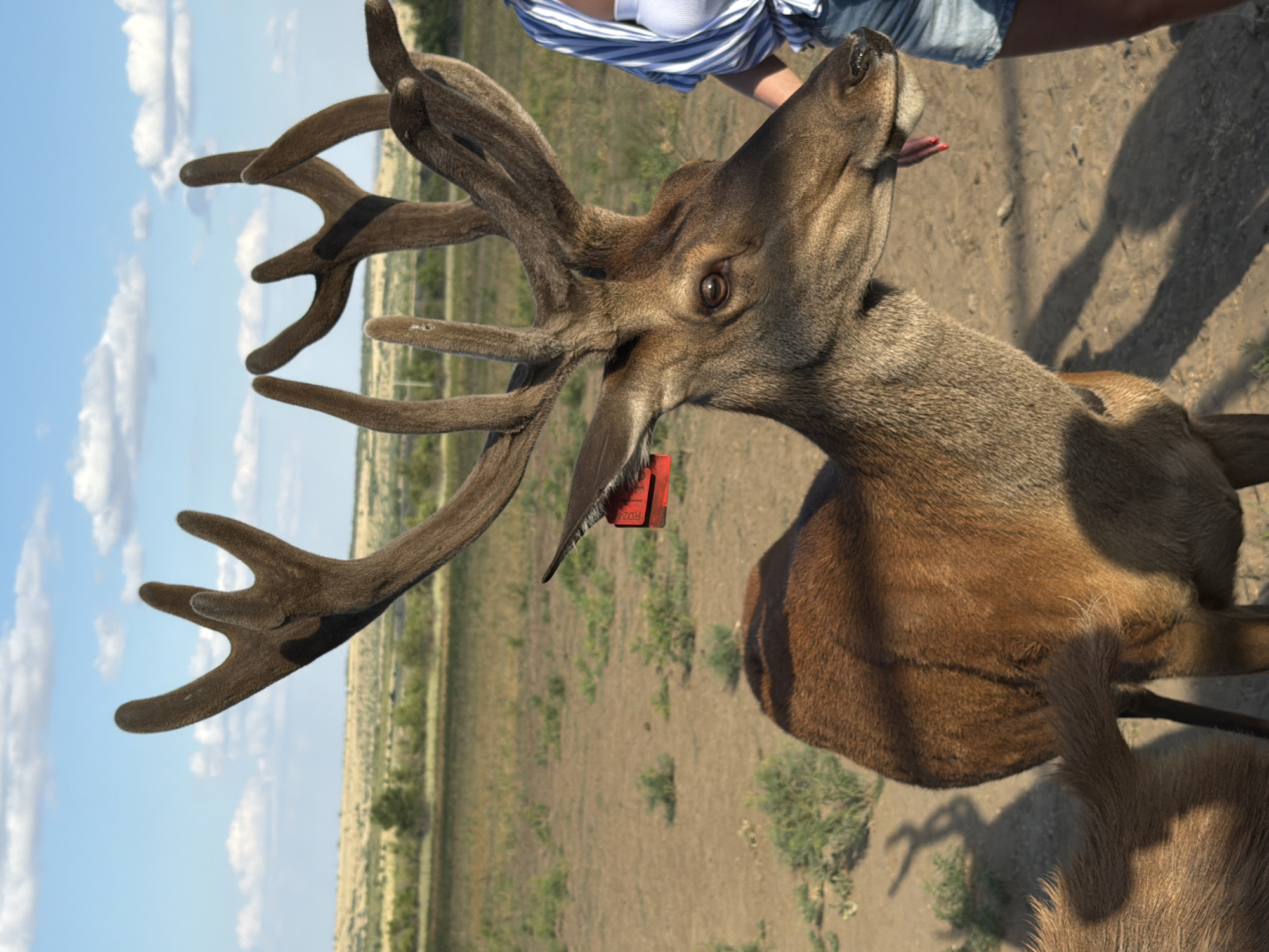 In Горный Балыклей, Russia, a deer with velvet antlers stands in a dry, grassy field under a partly cloudy sky. A red tag is attached to its left ear. The deer is facing right, with its mouth open and tongue extended, appearing to interact with a person whose legs and torso are visible on the right side of the frame. The person is wearing a blue and white striped shirt and denim shorts. The ground is dusty and barren, with sparse green vegetation. The overall impression is a close-up interaction between a wild animal and a human in a natural, open environment.