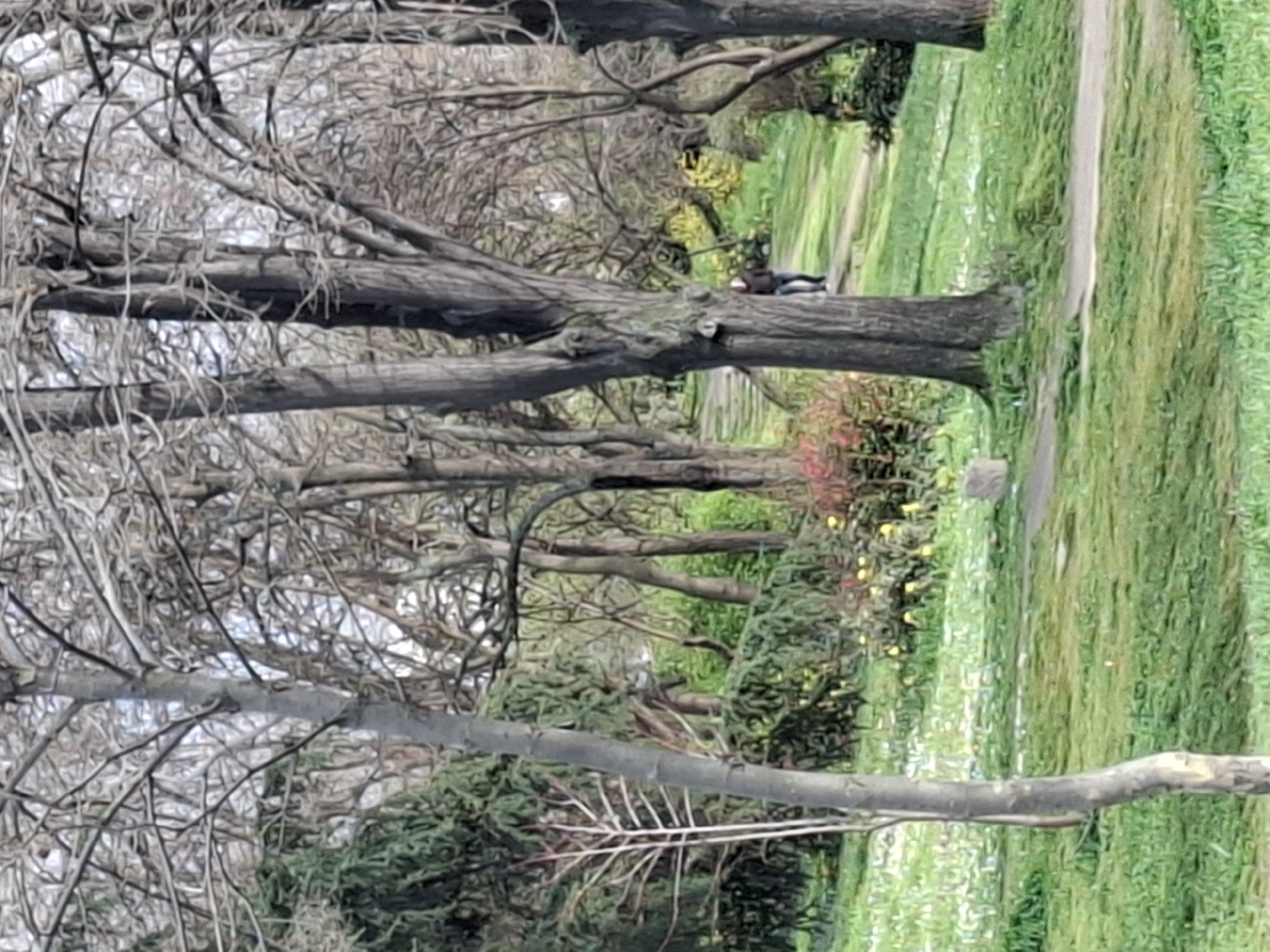 The image depicts a park scene in Plovdiv, Bulgaria. A person is lying on a thick, fallen tree trunk in an area with green grass and a path to the right. The path is adjacent to a vibrant mix of greenery, including shrubs with yellow flowers. There are many bare tree branches.