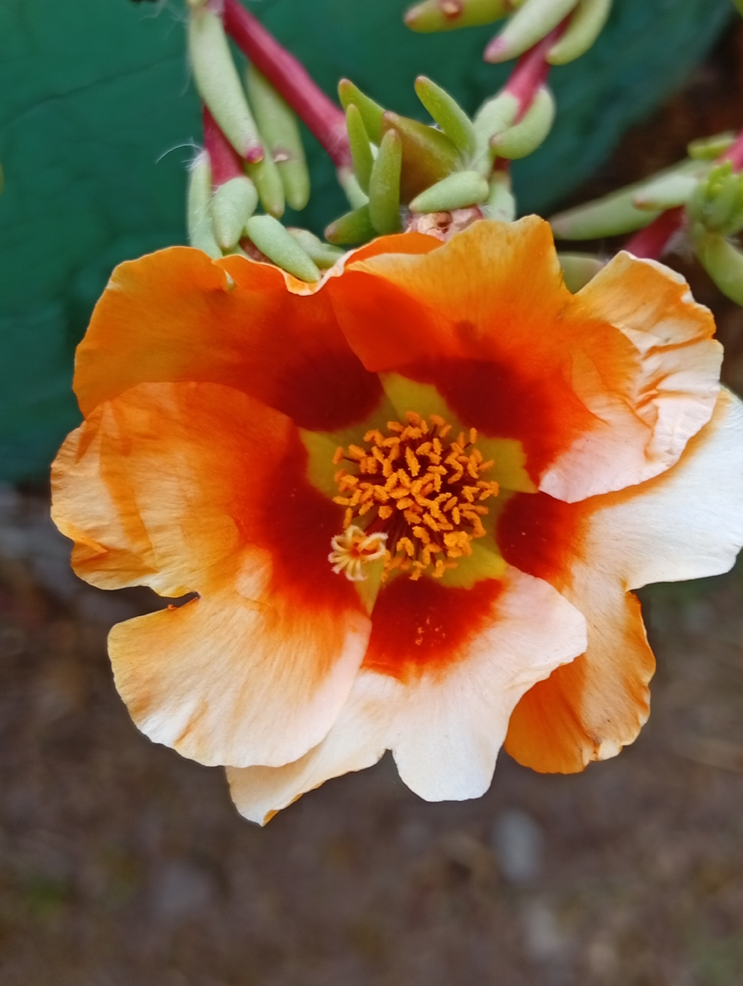 This is a close-up, eye-level, vertical shot of a vibrant orange and white flower, likely a purslane or moss rose, blooming outdoors. The flower is the central focus, with its petals displaying a gradient from deep orange in the center to a lighter orange and then white towards the edges. The center of the flower reveals a cluster of bright yellow stamens tipped with orange anthers, surrounded by a deep red-orange hue.
In the upper left background, a soft green leaf provides a contrasting color. Above the flower, a cluster of succulent plant stems, tipped with red and pale green buds, are visible, some with fine white hairs. These stems are slightly out of focus. The lower half of the image shows a blurred background of earthy brown tones, suggesting the flower is growing in soil or a similar ground covering. The lighting appears to be natural daylight, casting soft shadows and highlighting the textures of the petals and stamens. There are no people or man-made structures visible in the image.