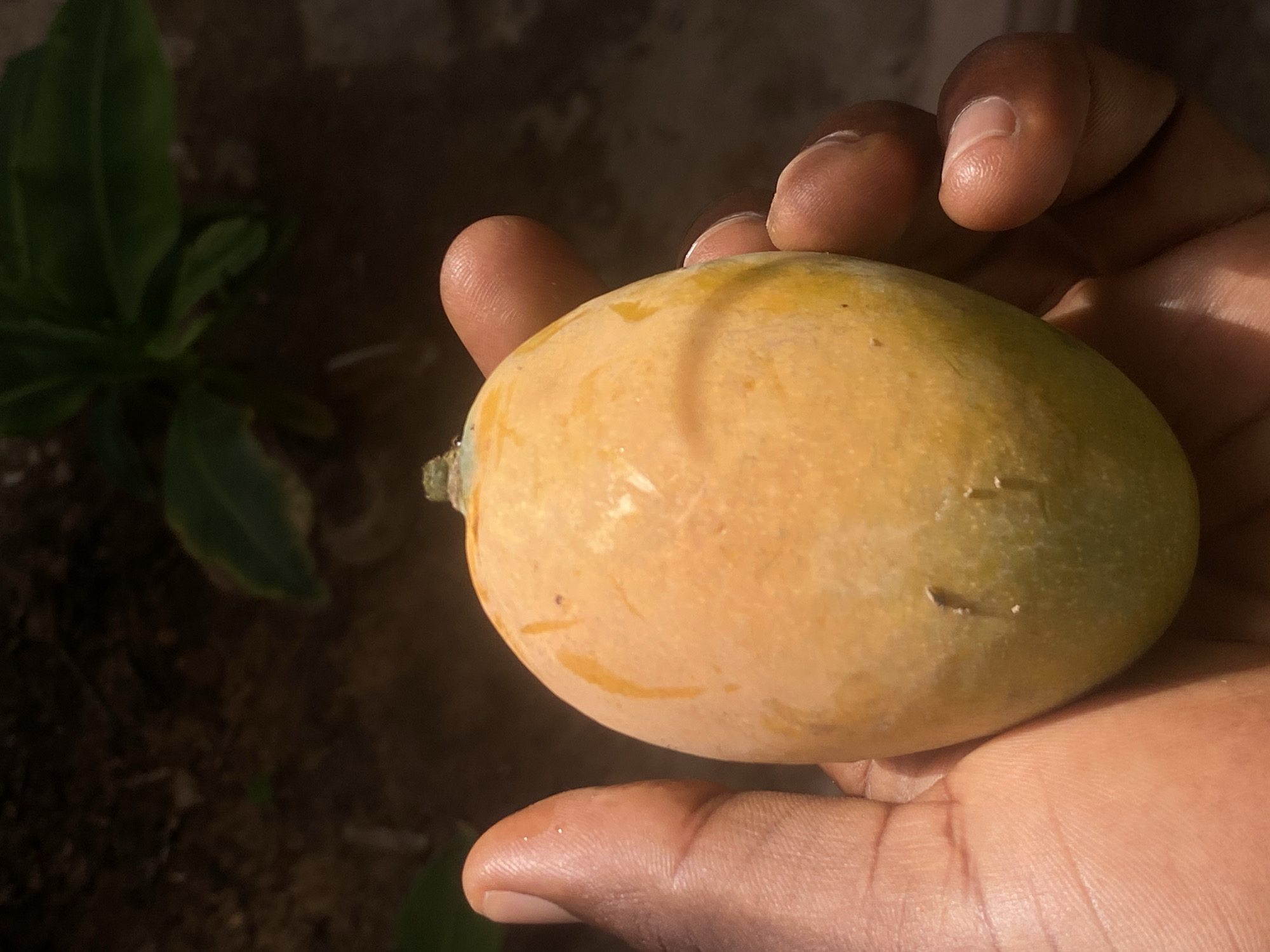 A close-up, high-angle shot captures a dark-skinned hand gently holding a single ripe mango. The mango is the central focus, appearing plump and oval-shaped, displaying a vibrant transition from yellow-orange to a soft green, indicative of ripeness. Several small, natural blemishes or slight scratches are visible on its skin. The stem end of the mango is also discernible, still slightly green.
The hand, with its fingers curved around the fruit, shows clear skin texture and visible fingernails. The lighting suggests direct, bright sunlight, casting distinct shadows on the hand and emphasizing the contours of the mango.
In the blurred background, a green plant with broad leaves is partially visible on the left, suggesting an outdoor setting like a garden or orchard. The ground beneath is dark and out of focus. The overall impression is one of natural light and an organic environment. The image depicts a simple act of holding a freshly picked fruit in Barden Yana, Nigeria, likely under a sunny sky during the day. No text is visible.