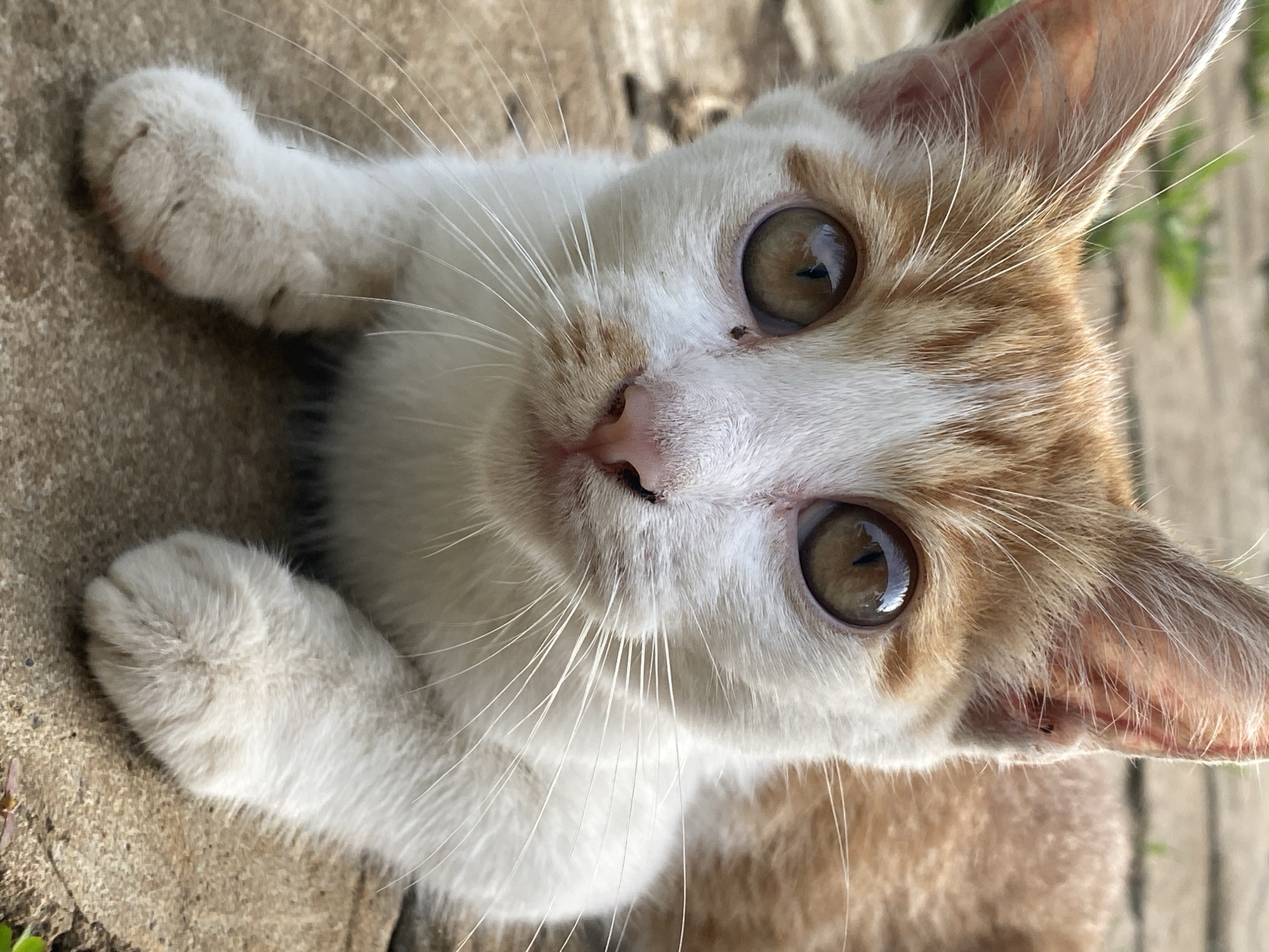A close-up, tilted shot depicts a young cat with amber eyes, white fur with orange patches, and a pink nose. The cat is lying down on a concrete surface. The location within the city of Maigizo, Nigeria cannot be determined from this image alone.