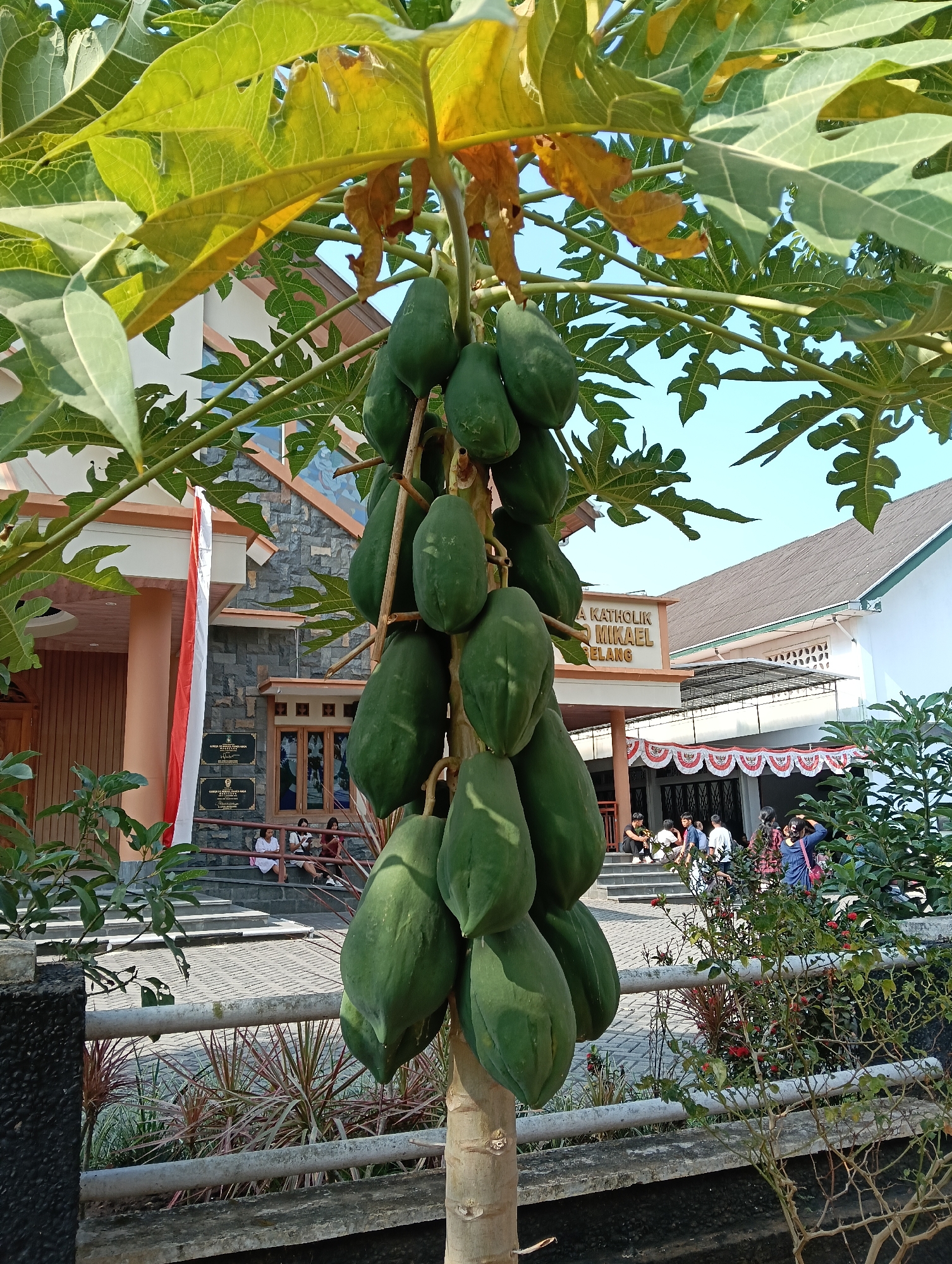 In Banyurojo, Indonesia, a close-up view of a papaya tree dominates the foreground, its trunk and numerous green papayas clearly visible. Behind the tree, a building with a gray stone facade and a white upper section is partially obscured by the tree's foliage. A red and white Indonesian flag hangs vertically on the left side of the building. A sign above the entrance reads "GEREJA KATOLIK ST. MIKAEL". Several people are seated on steps leading up to the building, and others are standing in the vicinity. In the background, more of the building and a clear blue sky are visible. The scene appears to be set in an outdoor public space, likely near a church or community center.