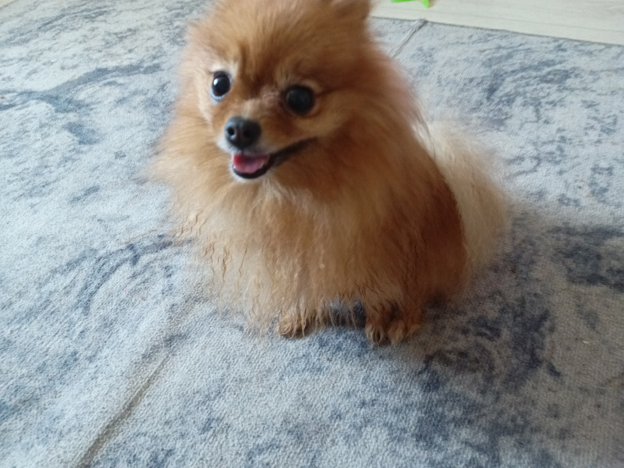 An adult Pomeranian dog with tan fur is seated on a grey, textured rug. The dog is facing the camera with its mouth slightly open, revealing its pink tongue. Its ears are perked, and its dark eyes are wide. The rug has a marble-like pattern of grey and white. The background is out of focus and appears to be an indoor environment. There are no people visible in the image.