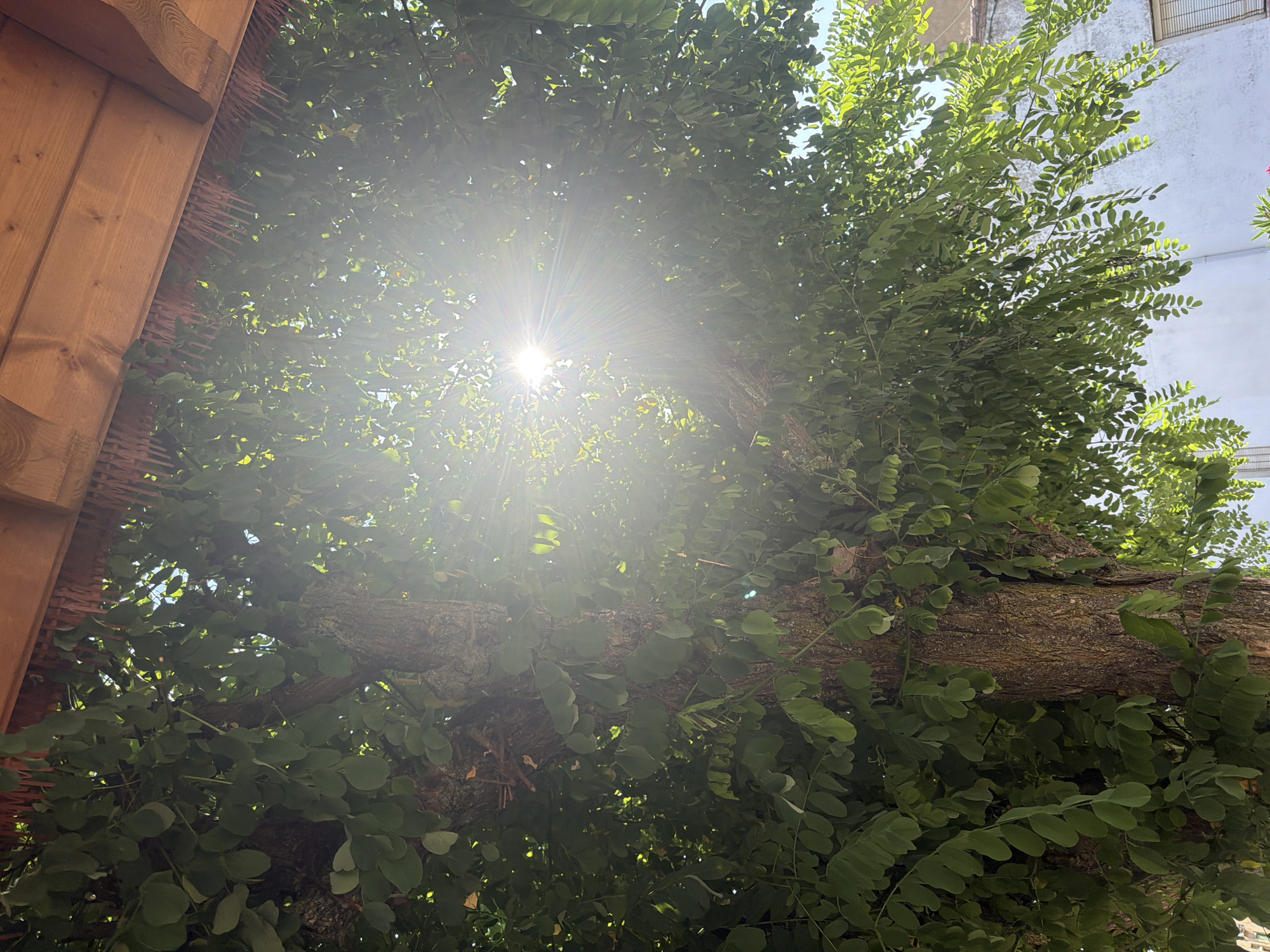 The image shows a sunburst through the green foliage of a tree, casting rays of light. A wooden overhang with decorative trim is visible at the top of the frame, suggesting an outdoor setting, possibly a patio or porch. The bark of the tree is rough and textured. In the background, a white building with a window is partially visible, indicating an urban or suburban environment. The scene is set in Arcahueja, Spain, on a sunny day. There are no people or specific actions depicted.