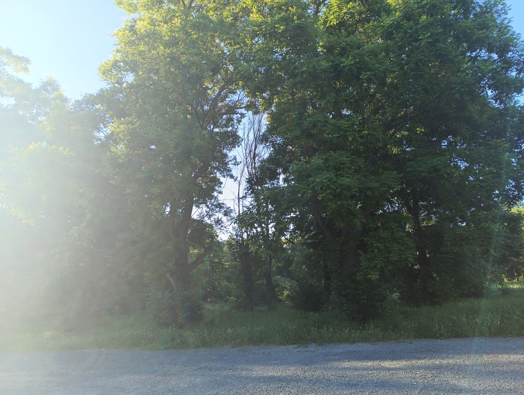 The image shows a sunlit scene with lush green trees and grass, likely in an outdoor area on the outskirts of Karnobat, Bulgaria. A gravel road or path occupies the lower foreground of the image. The sun's glare is prominent on the left side, creating a lens flare effect and obscuring some details of the foliage and sky in that area. The trees are dense and leafy, with some bare branches visible in the middle ground. The sky is a bright blue. The scene appears to be a natural or semi-natural environment. There are no people or animals visible in the image.