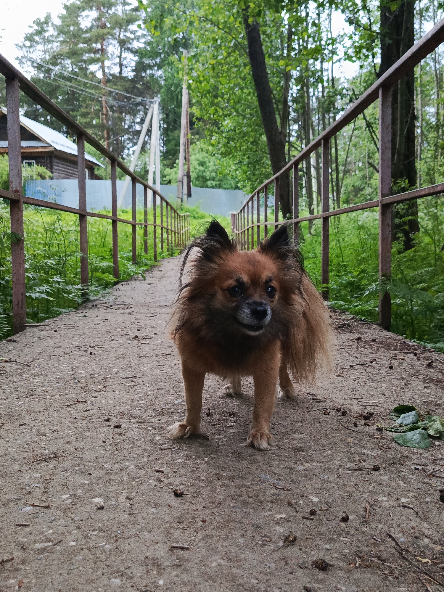 A brown, long-haired Chihuahua dog stands on a concrete bridge with rusty metal railings, situated in a wooded area. The dog is the central subject and faces forward. The bridge leads away from the viewer, with vegetation visible between the railings. Beyond the bridge, there is a wooden building with a blue fence in the background, along with trees. The scene takes place outdoors during the daytime. According to information available, the location is in the city of Chaikovsky, Russia.