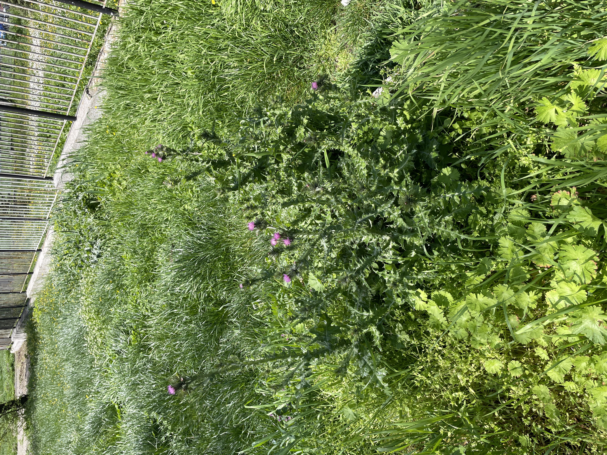 The image shows a patch of overgrown vegetation next to a fence. The plants include grass, thistles with purple flowers, and other leafy green plants. The location is near a fence, likely in Burgas, Bulgaria, based on the location of the request. There are no people visible in the image. The primary subjects are the plants and the fence. The plants are growing untended. The environment appears to be a sunny outdoor location.