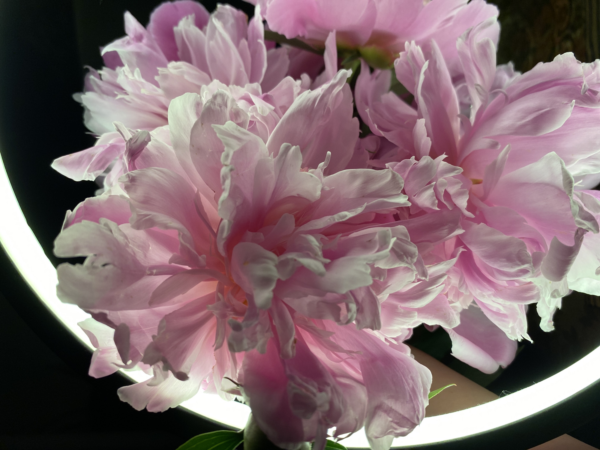 The image captures a close-up, artistically lit shot of several pink peonies against a dark background. The voluminous flowers, with their numerous, delicate petals, display a gradient of pink shades, from deeper tones in their centers to translucent, lighter blush and white edges. The peonies are prominently backlit by a bright, white, ring-shaped light source, which is partially visible on the left and bottom right of the frame. This artificial illumination enhances the translucency and intricate textures of the petals, giving the flowers a soft, luminous, and ethereal appearance.
Small portions of green leaves from the peony stems are subtly visible at the bottom. The focus is entirely on the floral arrangement, suggesting a staged photography setup rather than an active event. The controlled lighting environment, created by the ring light and the dark backdrop, indicates an indoor or studio setting. There are no specific visual cues within the image to identify the location as Chaikovsky, Russia, nor is any text visible. The overall impression is one of natural beauty accentuated by modern photographic techniques.