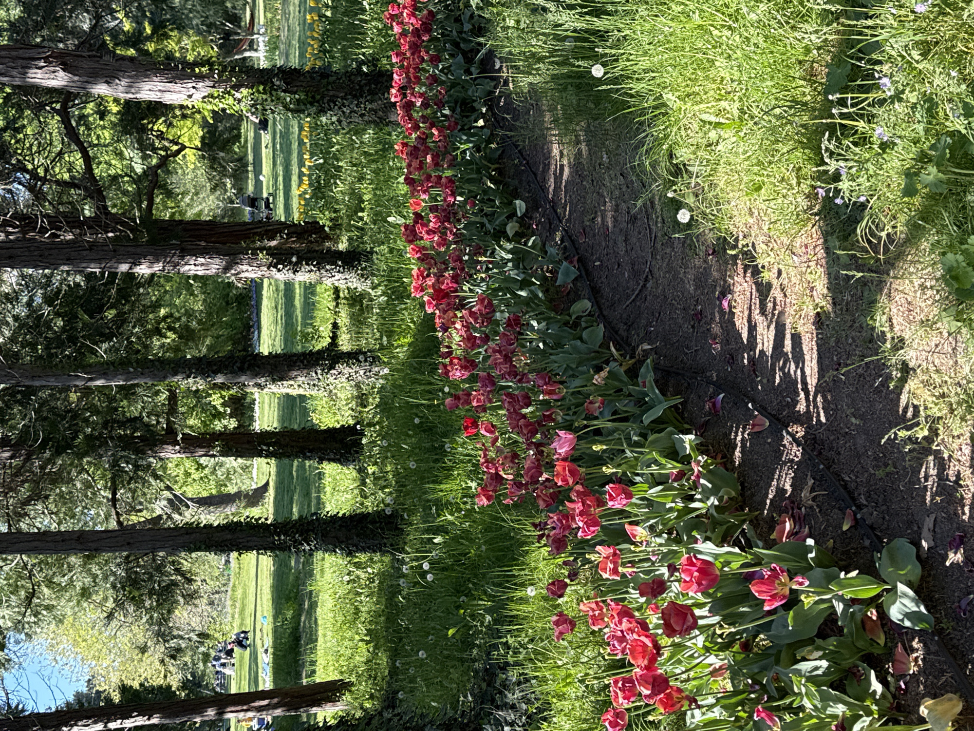 The image shows a park scene with a row of red tulips lining a dirt path. To the left of the path are tall trees with ivy climbing up their trunks. Beyond the trees is a grassy field with people gathered in the distance. On the right side of the path is green grass with dandelions and other small plants. The location appears to be a city park, possibly in an area known for tulip displays.