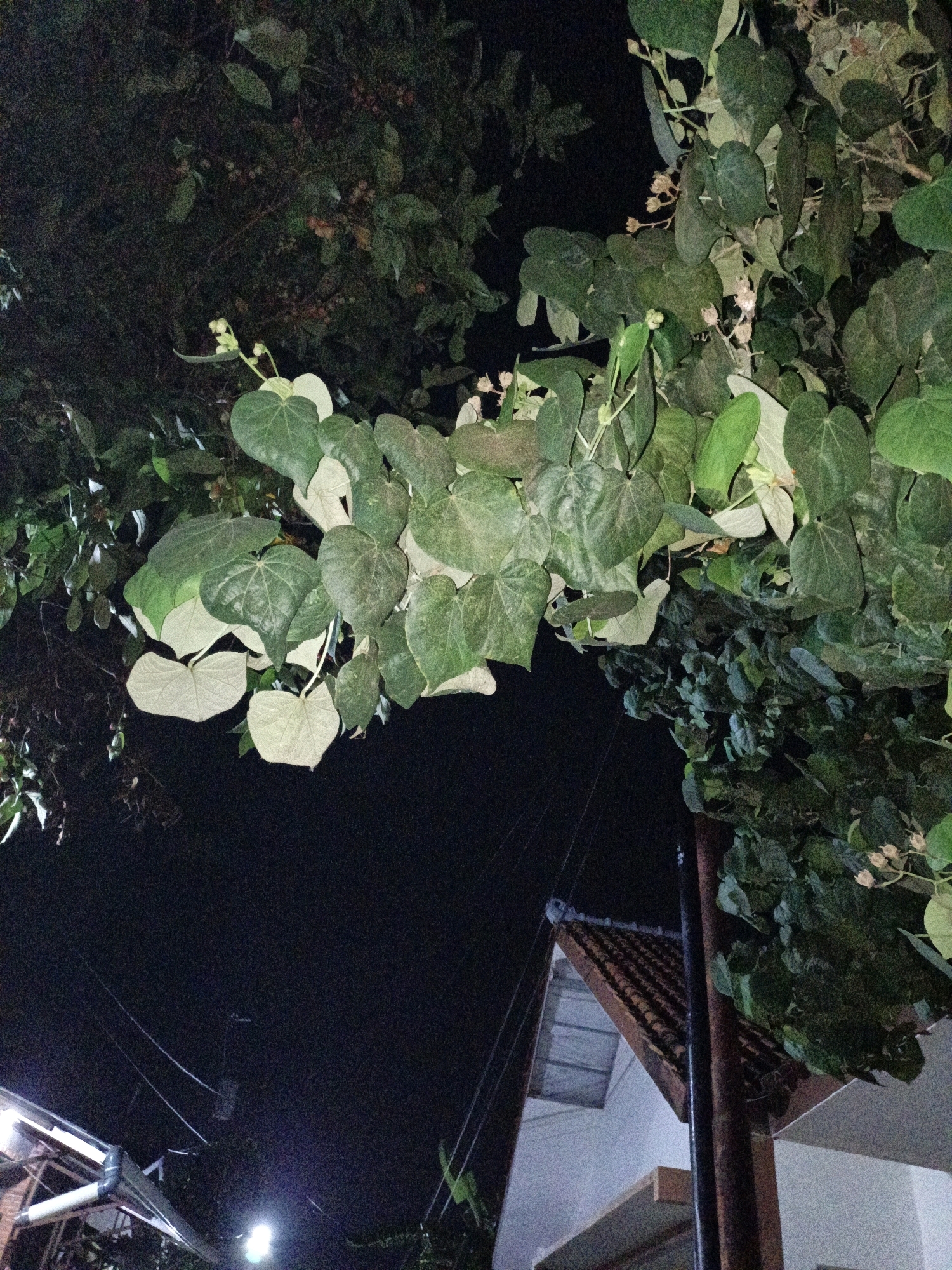 This is a low-light, close-up photograph of lush green foliage and some budding flowers against a dark night sky. In the foreground, large heart-shaped leaves dominate the frame, some appearing lighter in color due to the lighting. The branches are dense and overgrown, with smaller leaves and delicate pale pink buds interspersed throughout.
In the background, a portion of a tiled roof of a house is visible, suggesting an outdoor urban or suburban setting. The roof has traditional clay tiles. A dark pole, possibly a utility pole or part of a fence, stands to the right, partially obscured by the leaves. Electrical wires are faintly visible crisscrossing the sky, indicating the presence of infrastructure typical in a city like Cikal, Indonesia. A bright, out-of-focus light source is visible in the lower left of the frame, casting a glow on some of the structures. There are no people or animals visible in the image. The overall impression is a snapshot of nature encroaching on a man-made environment at night.