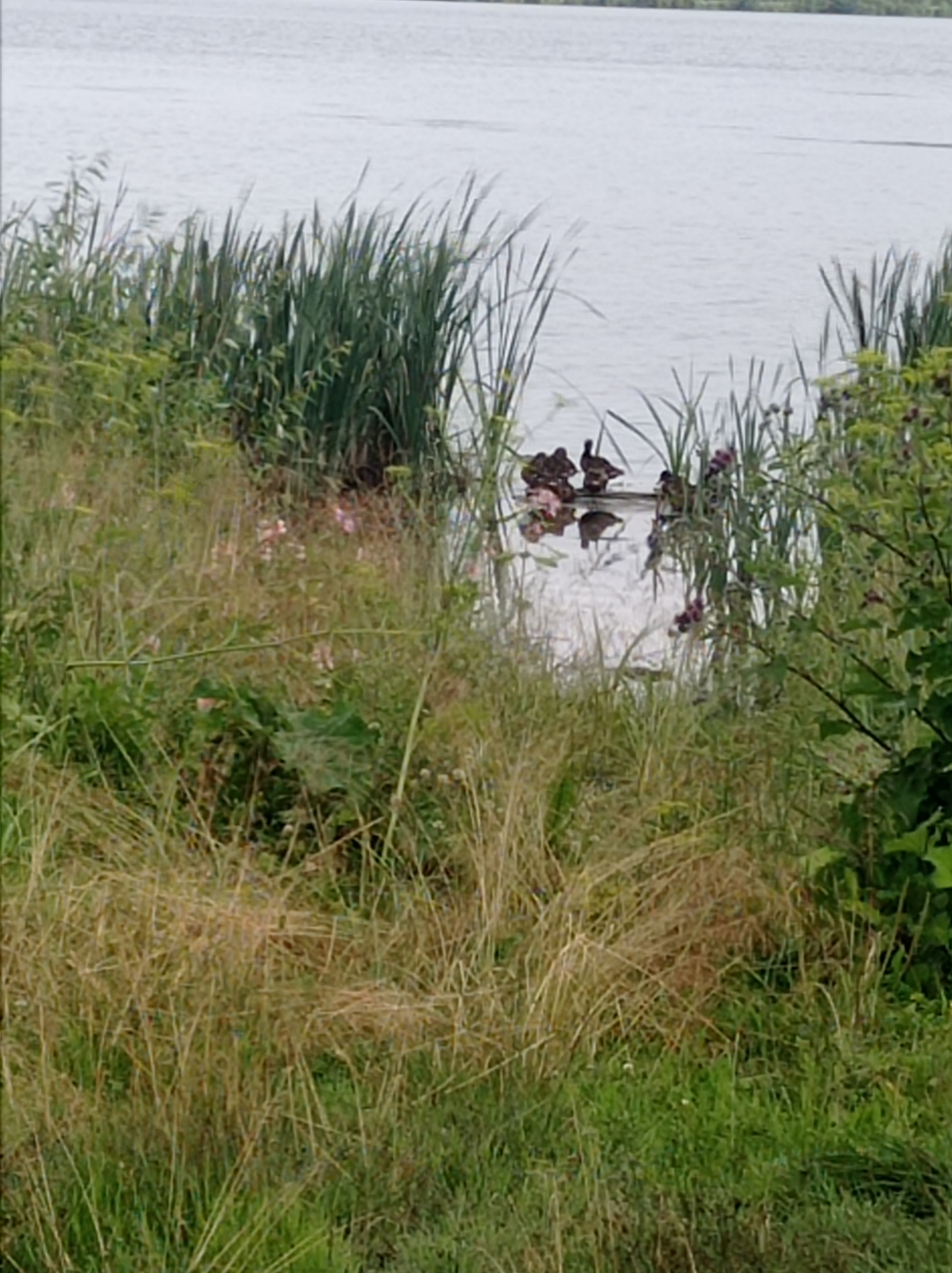 The image depicts a natural scene by a body of water, likely a lake or river, with dense vegetation along its bank. In the foreground, tall, dry grasses and green plants create a wild, overgrown effect. Scattered among the foliage are small pink and white flowers. Towards the middle ground, a cluster of reeds and cattails grow near the water's edge. Several ducks are visible in the water near these reeds, some appearing to be standing on submerged objects or the bank, while others are swimming. The water itself is calm with a slightly rippled surface, reflecting the overcast sky. The background consists of the expanse of the water, with a faint line of trees or distant shore visible on the horizon. There are no buildings, structures, or people in the frame, suggesting a relatively undeveloped natural area. The location is identified as Degtyarsk, Russia.