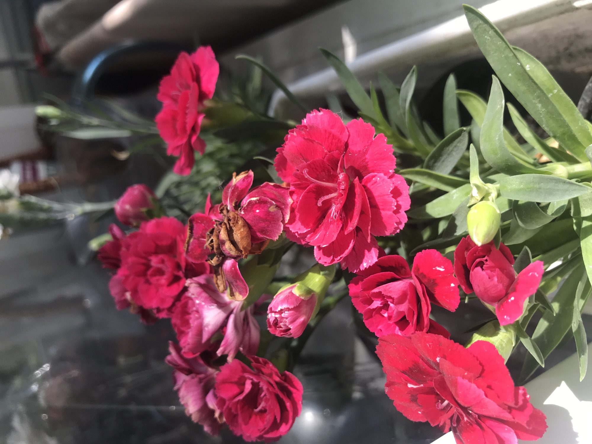 This is a close-up, medium shot of a cluster of vibrant pink and red carnation flowers in a white planter. The flowers are in various stages of bloom, with some fully open and others still in bud. The petals are frilled and textured, and some appear to be slightly wet, reflecting the sunlight. The green leaves of the carnations are visible, as are a few unopened buds. The background is blurred and out of focus, with hints of a reflective surface, possibly glass, and a dark, indistinct interior. Sunlight is casting shadows and highlighting the flowers. The scene appears to be indoors, near a window, given the lighting and the reflective background. The image does not depict any people or specific urban elements that would allow for location identification within a city.
