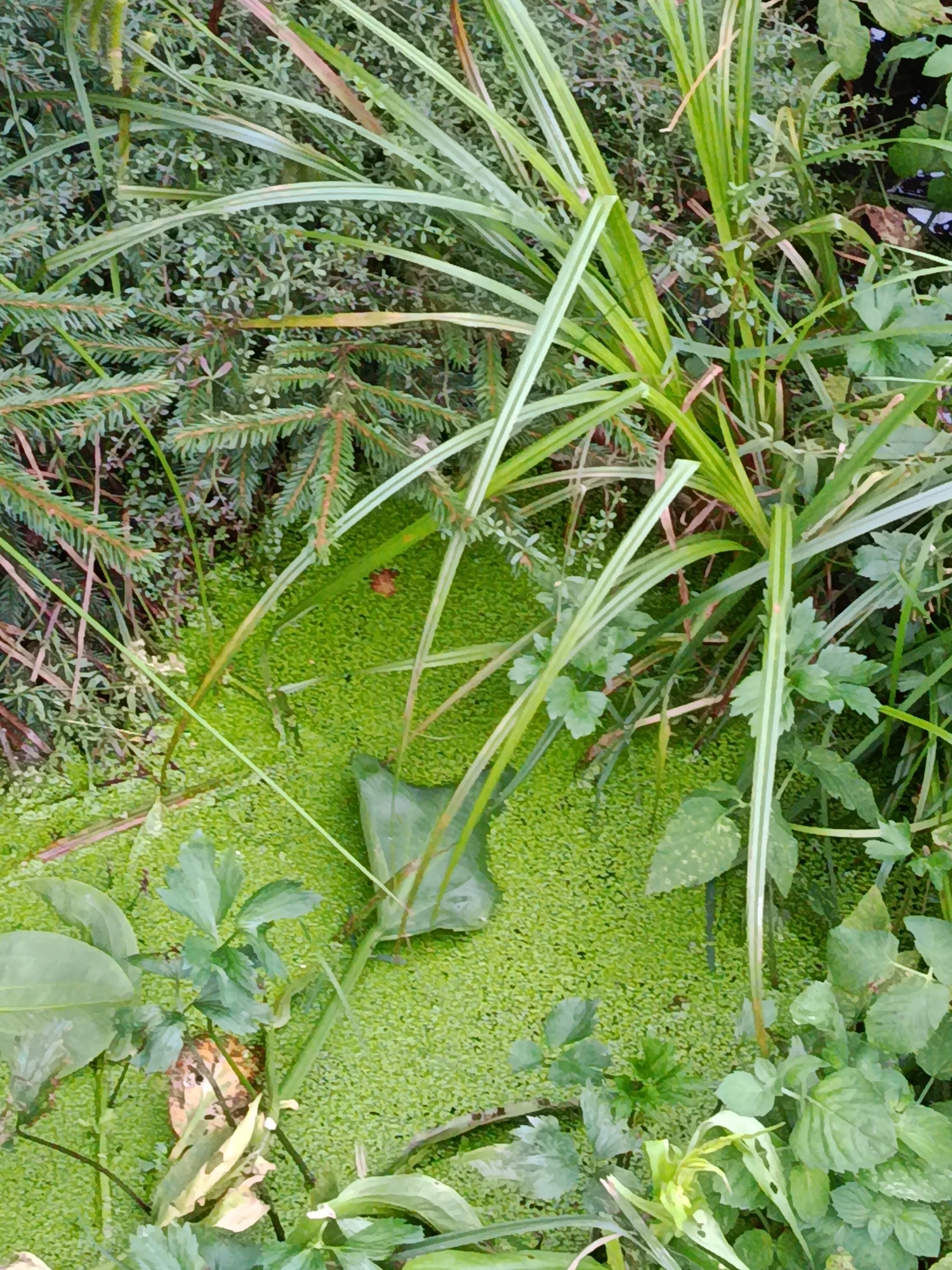 The image depicts a close-up view of a pond covered in a thick layer of bright green duckweed. Surrounding the pond are various types of lush green vegetation, including tall, reedy grasses and the needle-like foliage of evergreen trees. In the center of the pond, a single larger, darker green leaf floats on the surface. The scene is natural and appears to be in an outdoor environment, likely a body of water within a park or natural area. There are no people or man-made structures visible in the image. The lighting suggests it is daytime. The exact location in the city of Верея, Russia cannot be determined from the image alone.