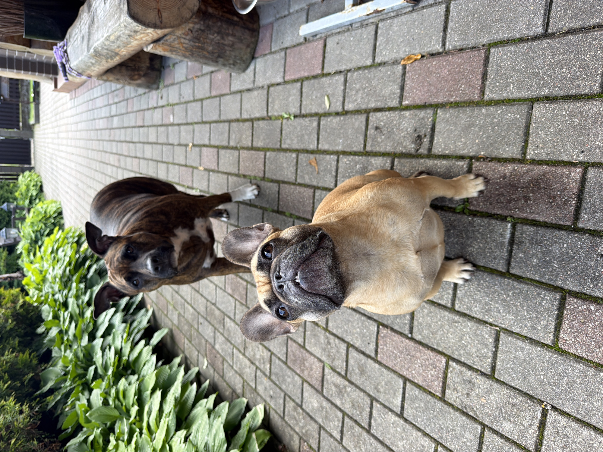 A brindle-colored dog stands on a paved walkway in a yard in Baloži, Latvia. The dog is facing the camera with its head tilted slightly upwards. To the left of the walkway, there is a dense patch of green foliage. A tan-colored French Bulldog sits on the walkway in front of the brindle dog, also facing the camera. The French Bulldog's head is tilted upwards, and its mouth is slightly open, revealing its teeth. In the background, there is a wooden bench and a dark fence. The walkway is made of gray and reddish-brown paving stones.
