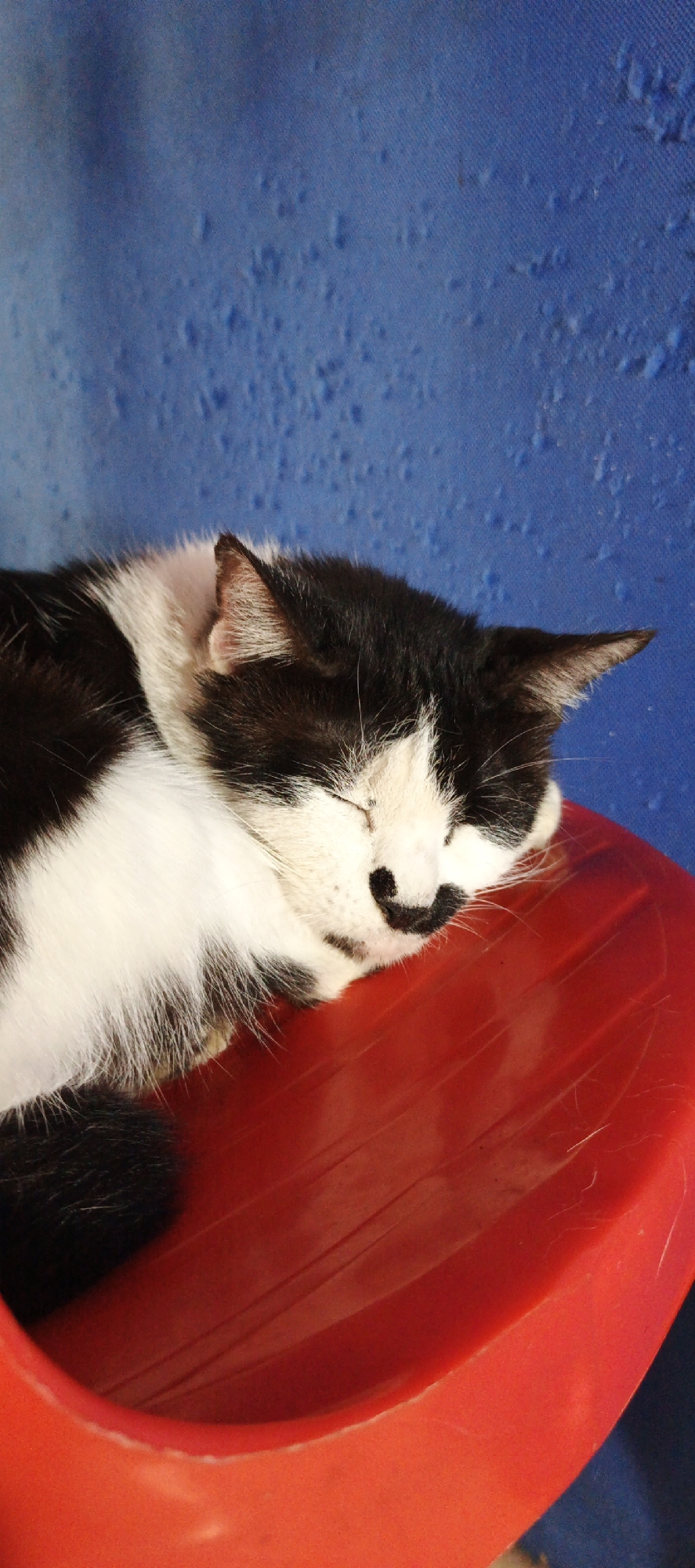 A black and white cat is sleeping on a red plastic surface. The cat is positioned on its side, with its eyes closed and its face resting on its paws. Its fur is predominantly black with white markings on its chest, face, and paws. The background is a textured blue surface. The red plastic surface appears to be part of a chair or a container, with visible ridges and reflections. The lighting suggests an indoor environment, possibly a home or a public space. The overall scene is peaceful and depicts a relaxed animal. There is no information about the location in Moyudan, Indonesia that can be derived from the image itself.