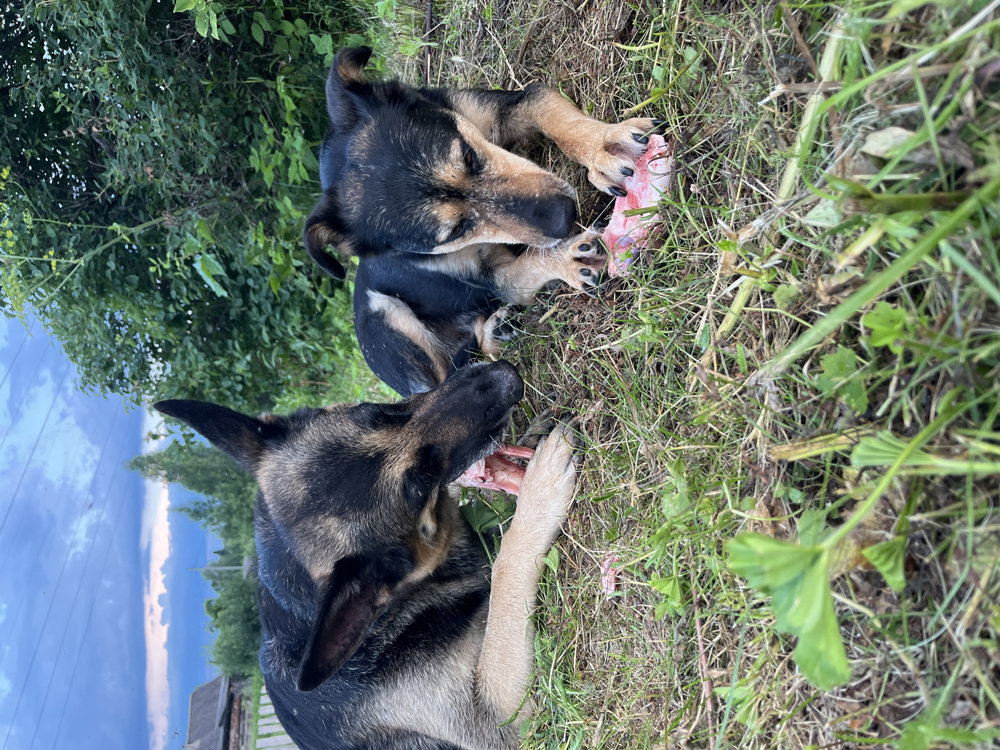 Two dogs, likely German Shepherds, are shown in a grassy outdoor setting, possibly in Nizhny Tagil, Russia. The dogs are actively chewing on large bones. The scene appears to be in the daytime, with natural light illuminating the dogs and their surroundings. The ground is covered with dry grass and some greenery, suggesting it might be late summer or early autumn. In the background, there are dense green trees and a partially visible cloudy sky with a hint of blue. A wooden structure, possibly a fence or part of a building, is also visible on the left side of the image. The dogs appear focused on their activity, with no visible text in the image. The overall atmosphere is natural and candid, capturing a moment of animal behavior in an outdoor environment.