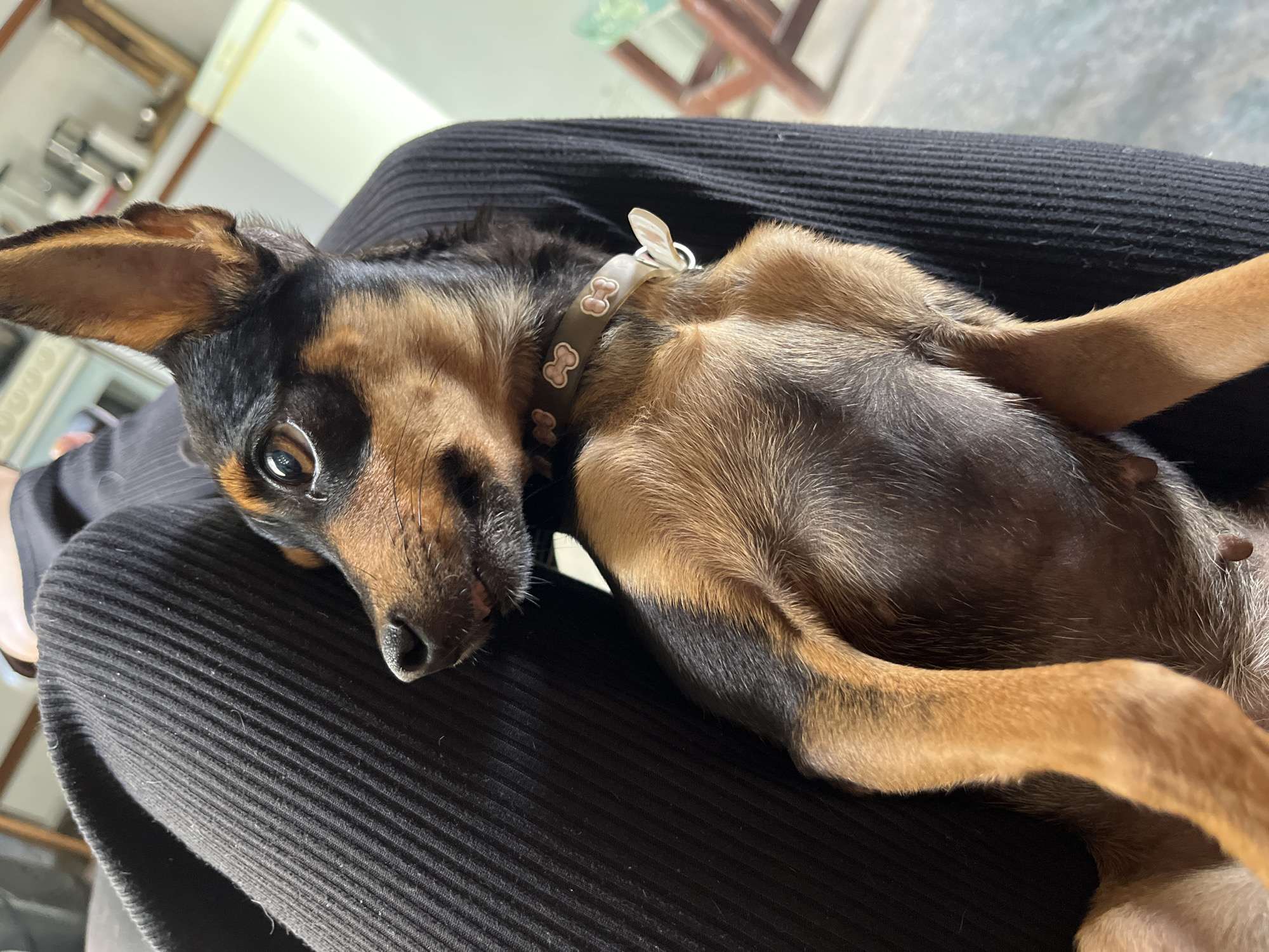 A brown and black small dog, likely a miniature pinscher or similar breed, is lying on its back on a person's lap. The dog has a light brown collar with bone-shaped decorations and a silver tag. The person is wearing black corduroy pants. The background includes a blurred interior scene with furniture and lighting fixtures. The location in the city of Juan Griego, Venezuela, is not discernable from the image.