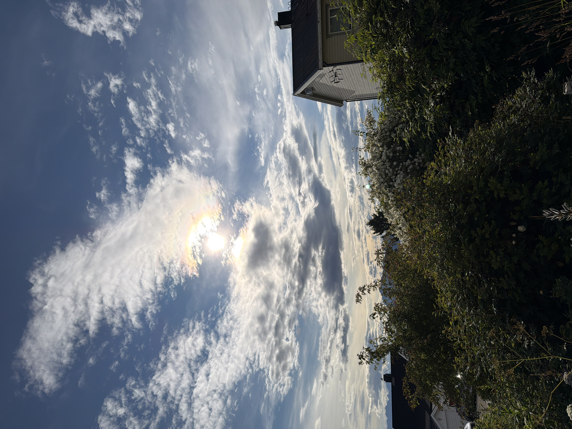 The image captures a sky with scattered clouds and a sun halo, indicating atmospheric optical phenomenon. In the foreground, lush green bushes and trees dominate, with a flowering bush adding a touch of white. To the right, a portion of a light-colored house with a dark roof and chimney is visible. In the distance, across a body of water that appears to be part of the Vågsfjorden, the mountains of Harstad, Norway, are faintly visible, suggesting the location is on the outskirts of the city, possibly in a residential area with surrounding vegetation and a view of the fjord and mountains. The overall impression is a serene, late afternoon or early evening scene.