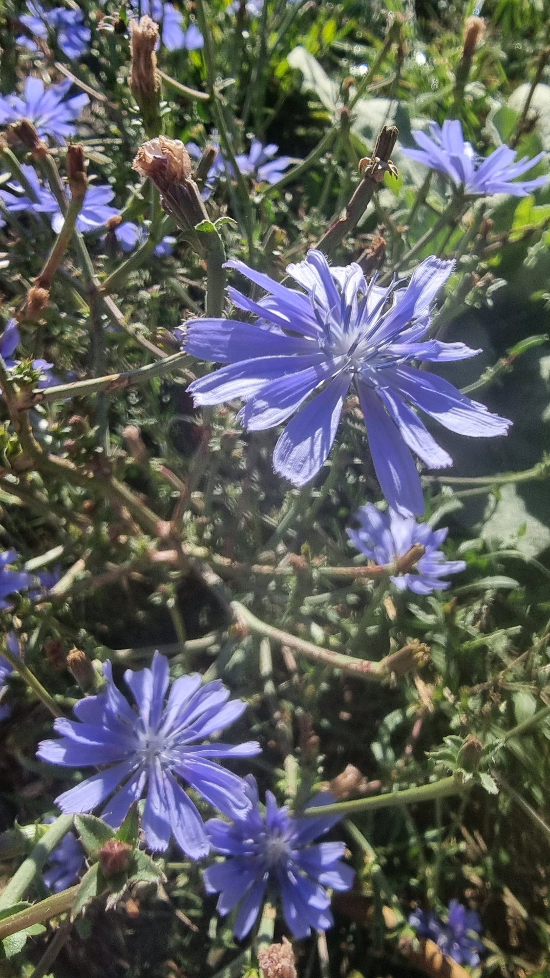 The image displays a close-up view of several blue chicory flowers in bloom, with a background of green foliage and some dried plant stalks. The flowers are predominantly purple-blue with delicate, elongated petals. In the foreground, a large chicory flower is in sharp focus, its petals radiating outwards. Behind it, smaller flowers and buds are visible, some in focus and some blurred. The overall impression is of a natural, outdoor setting, possibly a meadow or a roadside verge, under bright sunlight, casting shadows on the petals. The photograph was taken in Sant Joan Les Fonts, Spain, where such wildflowers are commonly found in the rural landscapes surrounding the town. There are no people or animals present in the image.