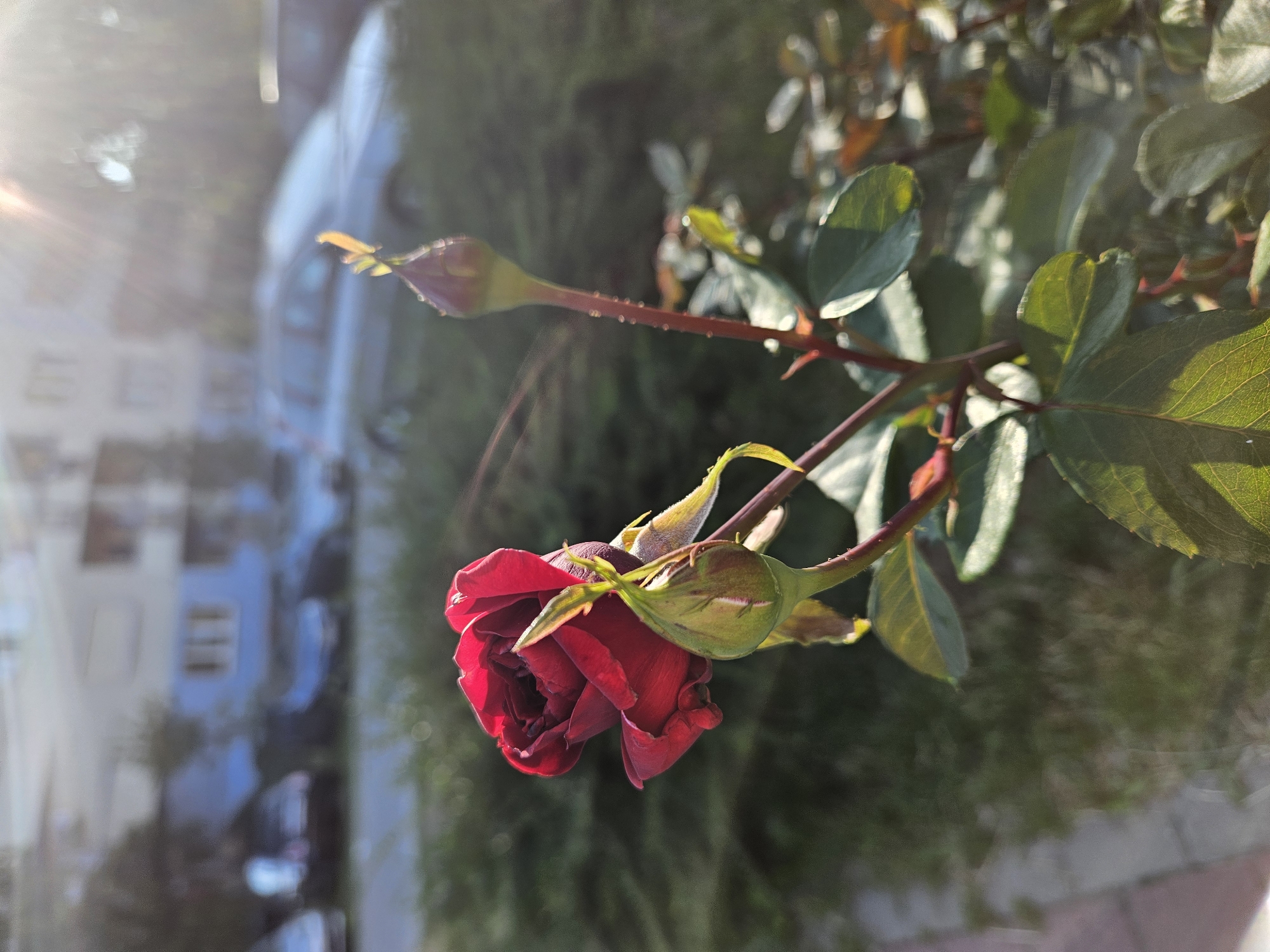 The image shows a close-up of a dark red rose in bloom, with a rose bud to its right, set against a blurred background of a city street. The rose is in focus, its petals unfurling in the sunlight. The bud is partially open, revealing a hint of red. The stem is thorny and a deep red color, with several green leaves.
In the background, cars are parked along the street, and a building with windows is visible. The lighting suggests it is daytime, possibly late afternoon, as evidenced by the sun's rays creating a lens flare effect. The environment appears to be urban, with a sidewalk and greenery visible.
The specific location of the city of Rzeszów, Poland, is not discernible from the visual information provided in the image. The image captures a moment in a common urban setting, focused on the natural beauty of a rose.