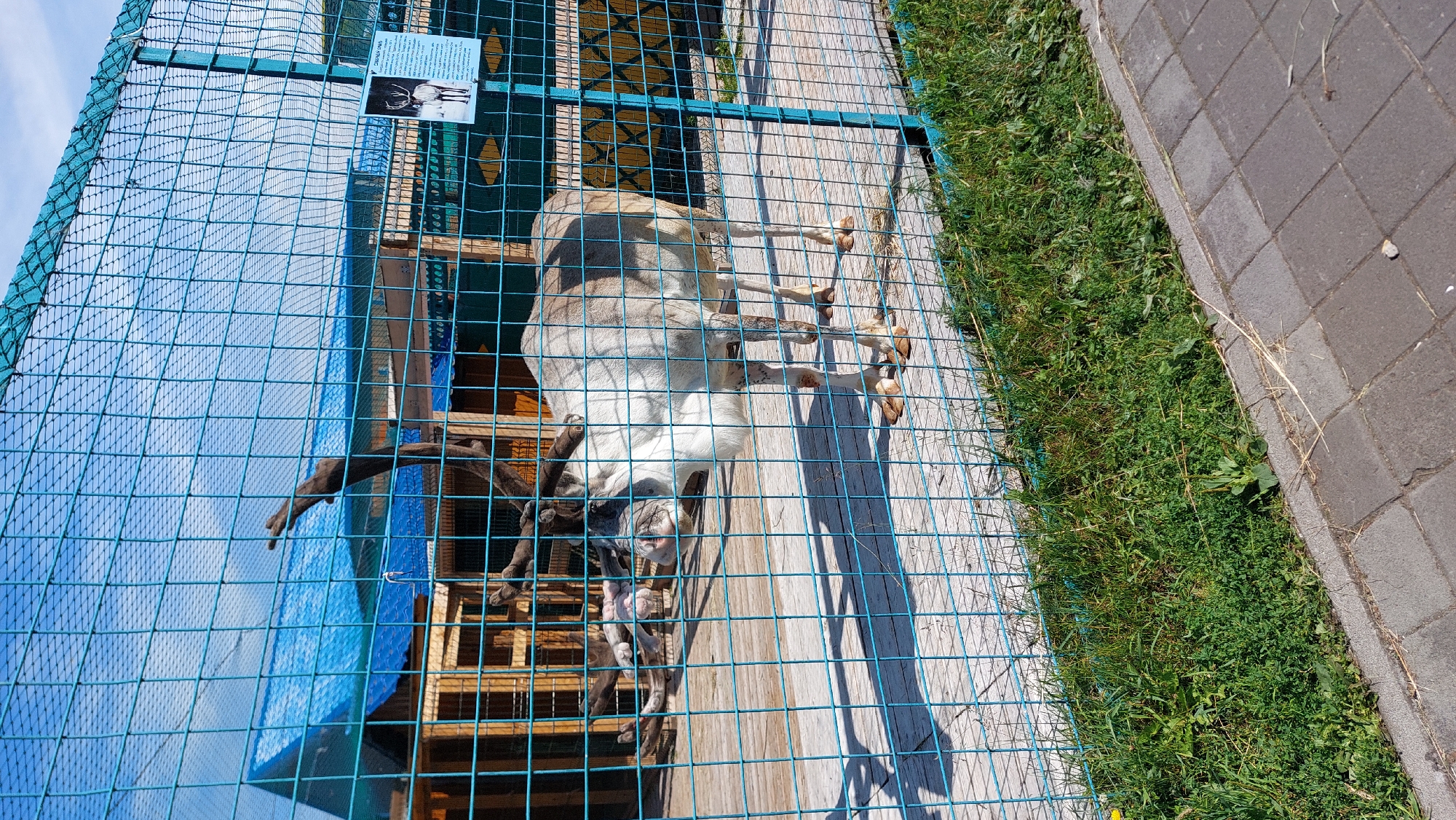 A reindeer stands behind a blue fence in an outdoor enclosure. The reindeer is light brown and white with large antlers. It is facing the viewer and appears to be looking down. In the background, there is a wooden structure with a blue roof, and a sign with an image of a reindeer on it. The enclosure has a wooden floor and is surrounded by grass and a paved walkway. The scene is set in the city of Yelizovo, Russia, likely within a zoo or wildlife park. The sky is blue and there are some clouds. The lighting suggests it is daytime.