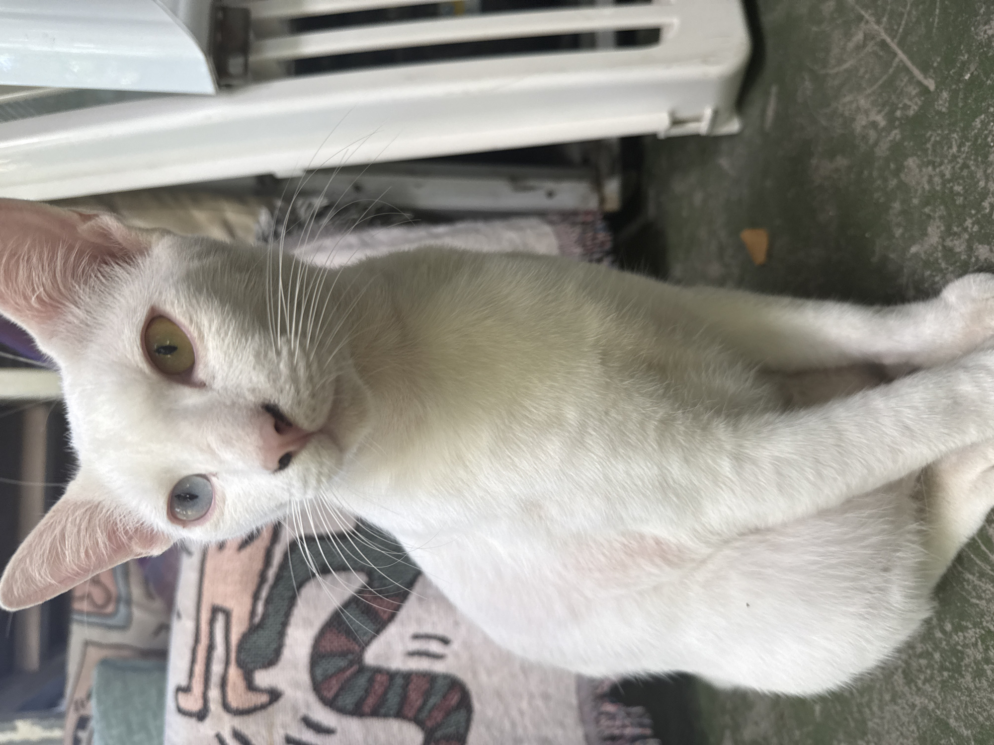 A close-up, tilted shot shows a white cat with heterochromia, meaning its eyes are different colors; one is yellow and the other is blue. The cat is looking directly at the camera, with its left ear slightly tilted. It is lying down on what appears to be a blanket or rug with a colorful, abstract pattern. Behind the cat, a white air conditioning unit is visible, with its louvers open. The floor beneath the cat and the AC unit is a greenish-gray color, speckled and textured. A small, light brown object, possibly a crumb or a piece of food, is on the floor to the right of the cat. The overall lighting suggests it might be daytime, with diffused light. The setting appears to be an indoor or covered outdoor area, perhaps a balcony or a room with an open window, given the presence of the AC unit and the flooring. The cat's expression is neutral. No visible text is present in the image. The location context provided is Tambon Ko Pha Ngan, Thailand.