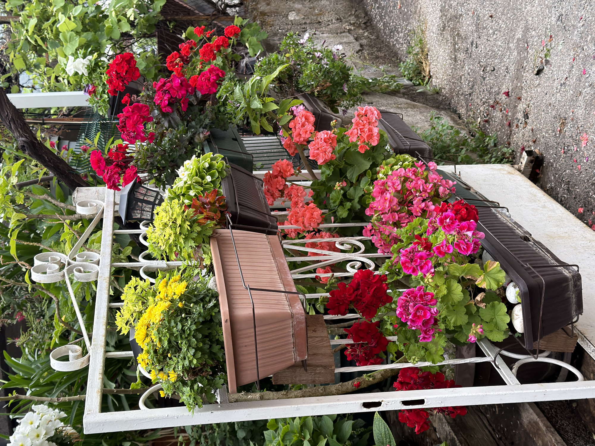 The image shows a section of a white, ornate metal fence adorned with various potted plants. The plants include red, pink, peach-colored, and yellow flowering geraniums, along with green foliage. The pots are of different sizes and colors, with some appearing empty.
The setting appears to be an outdoor urban environment, evidenced by the concrete ground and the building exterior visible in the background. Based on the style of the buildings and the general atmosphere, the image is likely taken in Budva, Montenegro.