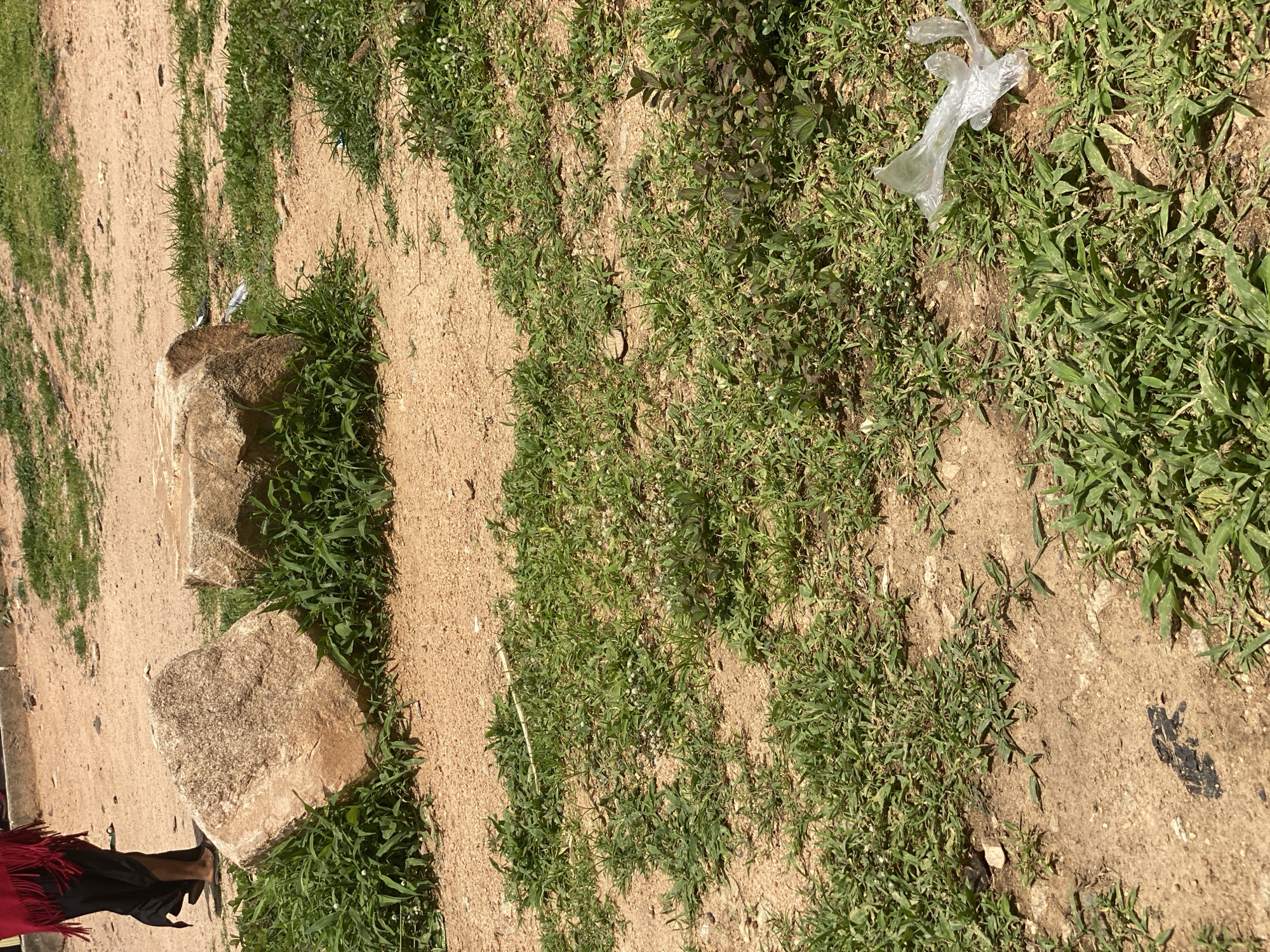 The image shows a patch of dry, sandy ground with sparse green grass and a few rocks. A piece of clear plastic trash is visible in the upper right quadrant of the image. A person wearing dark clothing and a red shawl can be seen in the lower left corner. The scene appears to be outdoors, likely in a rural or undeveloped area, given the natural ground cover and the presence of rocks. The lighting suggests it is daytime, possibly with bright sunlight due to the shadows cast by the rocks. The overall impression is one of a simple, unmanicured environment. There is no visible text in the image.
