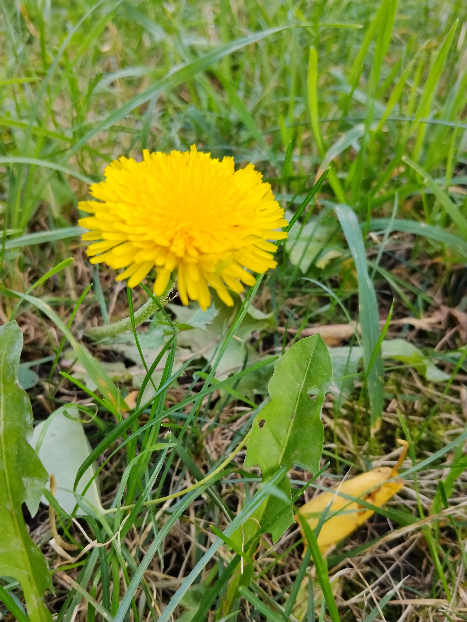 A close-up, eye-level shot captures a vibrant yellow dandelion bloom centrally positioned against a backdrop of green grass and some fallen leaves. The flower is in focus, showcasing its detailed petals. Surrounding the dandelion are blades of grass, some lighter green and in the foreground, while others are darker and more blurred in the background. A few broad, green leaves, likely from the same plant or nearby foliage, are visible to the left and lower right of the dandelion. The ground beneath the grass appears to be dark soil with scattered dry, brown debris and a single, bright yellow fallen leaf near the bottom right. The lighting suggests it is daytime, possibly overcast, given the soft illumination and lack of strong shadows. The scene depicts a natural outdoor setting within a grassy area. The location is identified as Hoholeve, Ukraine.
