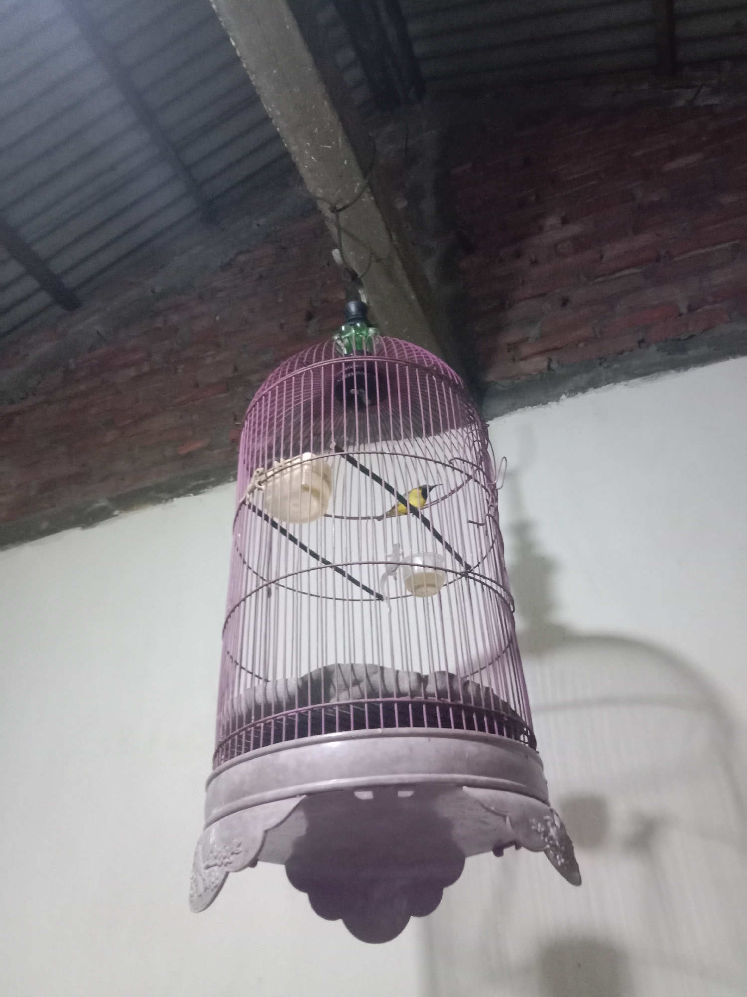 A birdcage hangs from a ceiling, its metallic bars painted a faded pink. Inside, a small bird with yellow plumage and a dark head perches on a thin branch. A small, clear feeder filled with liquid is attached to the cage. The cage is suspended by a thin wire connected to a green fixture attached to the ceiling. The ceiling is constructed of corrugated metal sheets, supported by rough-hewn wooden beams and brickwork. The background consists of a plain, light-colored wall, casting a soft shadow of the birdcage. The scene appears to be an indoor setting within a residential building.