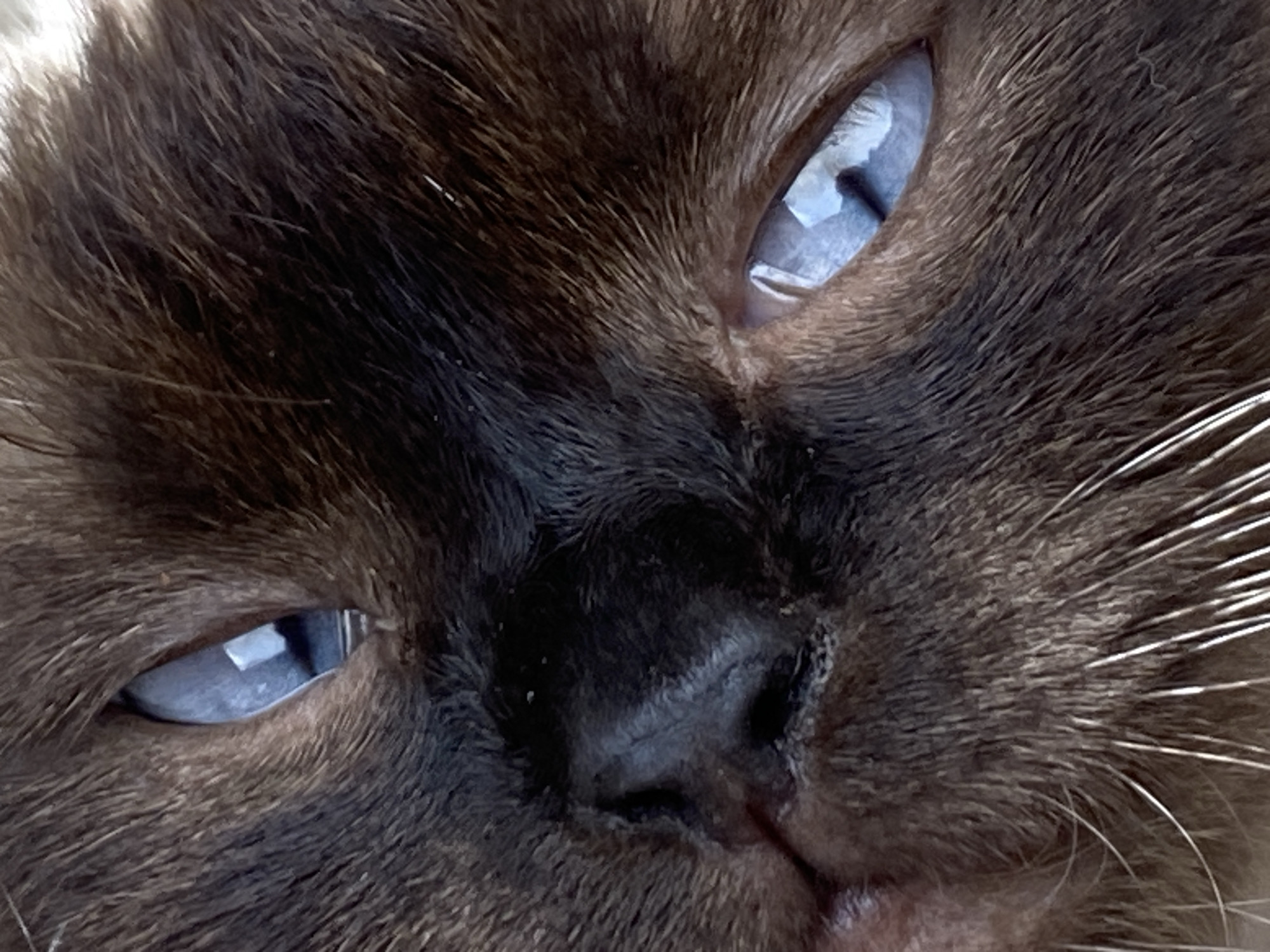 A close-up, eye-level, full-frame, vertical, indoor, natural light photograph captures the face of a dark brown Siamese cat. The cat's head is tilted, with its left eye angled towards the viewer, and its right eye slightly less visible. Both eyes are open, revealing striking blue irises and dark pupils. The cat's nose is dark and wet. Its fur is dark brown, with lighter brown whiskers fanning out from its muzzle. The image is cropped tightly to the cat's face, with no background visible. The photograph does not depict any specific location in Kisliakovskaya, Russia, or any human interaction.