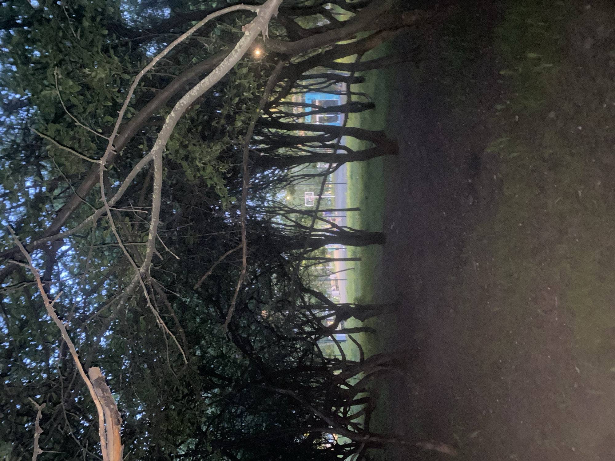 The image depicts a dimly lit outdoor scene at dusk or night. A row of trees with intertwined branches forms a tunnel-like effect over a grassy area. In the distance, between the trees, what appears to be a basketball court with a hoop is visible. Further back, there is a light colored building. The foreground is dark and the lighting is poor. The location is Unknown, Unknown.
