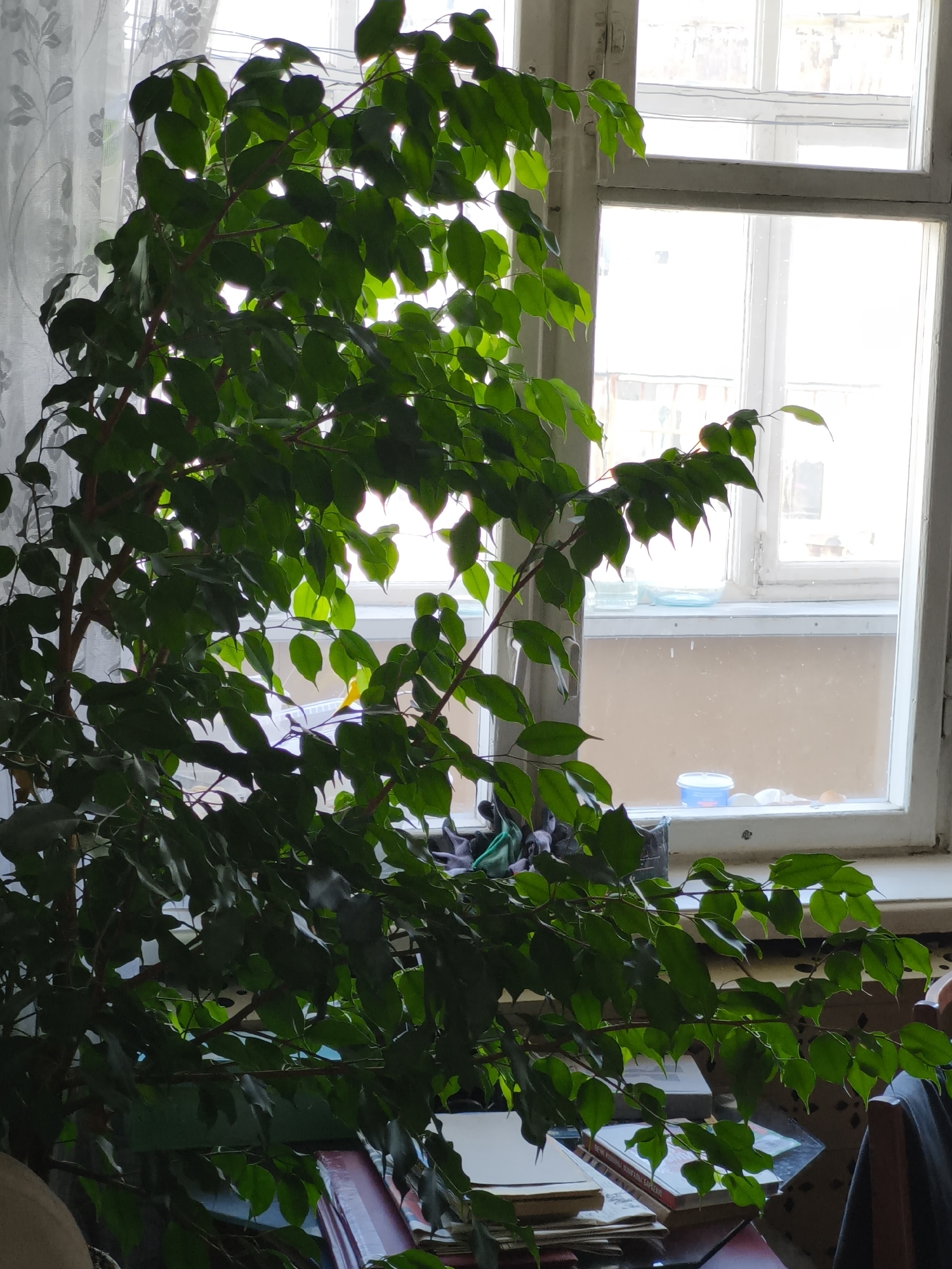 The image shows a large indoor ficus tree filling much of the frame. The tree is positioned near a window with white frames and multiple panes. The window appears to look out onto a balcony or an exterior space. On the windowsill are several small containers and other objects. The location is identified as Chaikovsky, Russia. Below the tree, a surface is visible with items like books and papers. A curtain partially covers the window on the left side of the image. The scene is well-lit.