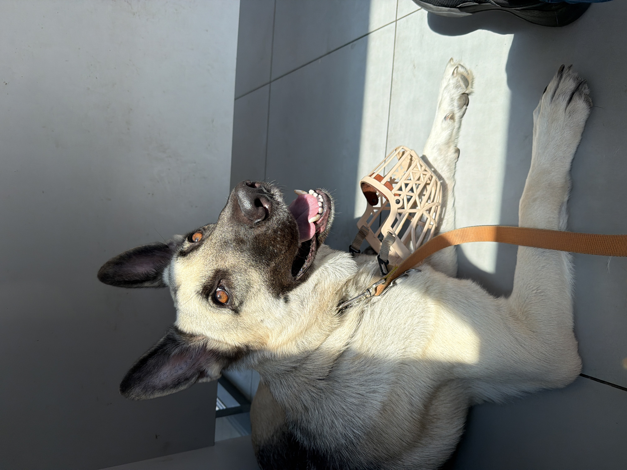 A medium shot of a German Shepherd lying down on a tiled floor indoors, with a muzzle on its snout and an orange leash attached to its collar. The dog's head is turned to the right, and its mouth is slightly open, revealing its teeth and pink tongue. Sunlight streams in from the right, casting shadows and highlighting parts of the dog's fur and the floor. In the lower right corner, a black shoe with white laces is partially visible. The environment appears to be a sterile, indoor space, possibly a waiting area or a room within a building, with a gray wall in the background. The overall scene is a snapshot of the dog in a relaxed yet potentially restricted state, suggested by the muzzle and leash.