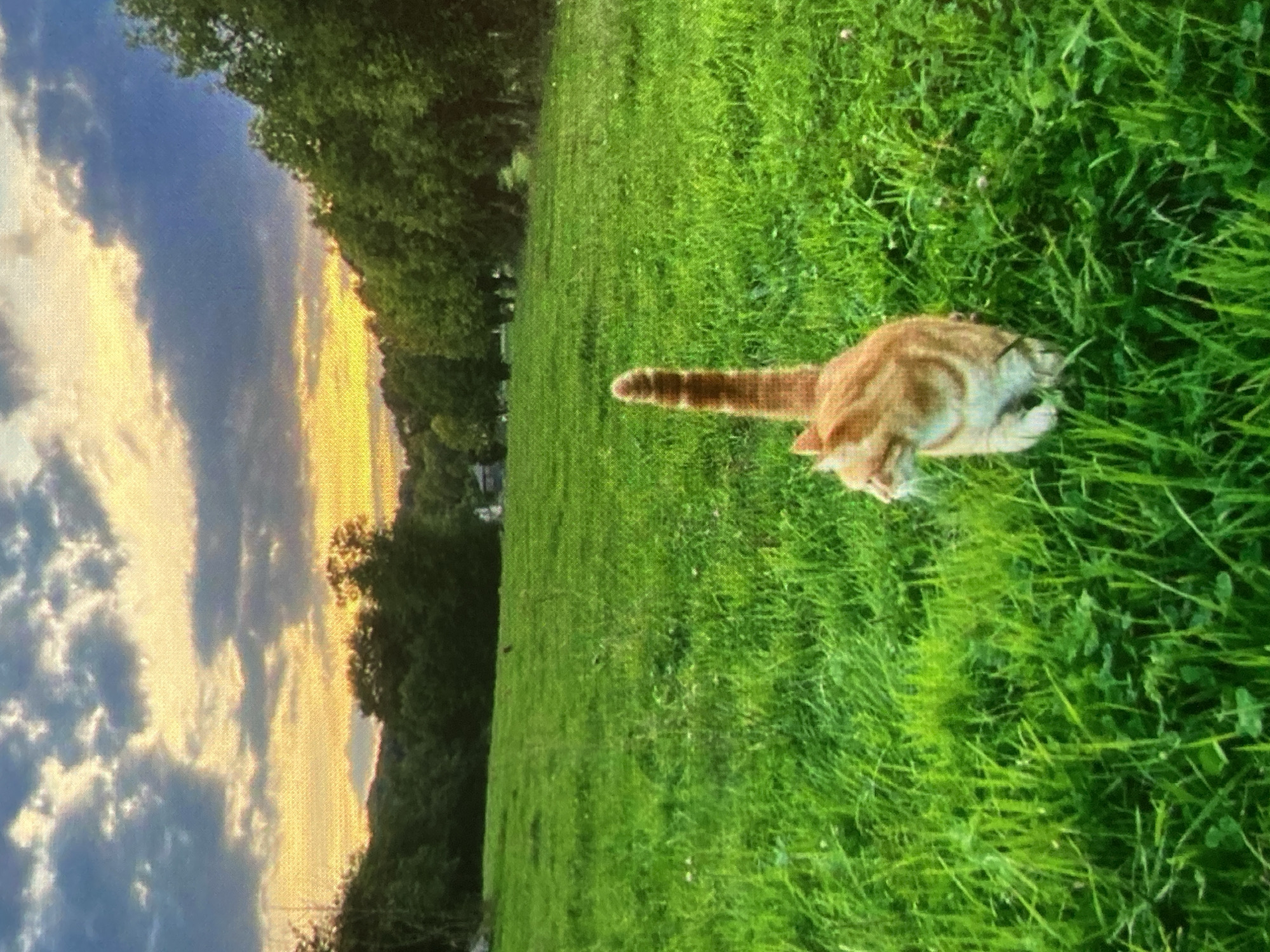 An orange cat with white markings walks through a field of tall green grass. The cat's tail is held high and appears striped. In the background, a line of trees borders the field, with a gentle slope rising behind them. The sky above is filled with dramatic clouds, illuminated by the warm glow of a sunset or sunrise. The scene is set in the city of Ustyvytsia, Ukraine.