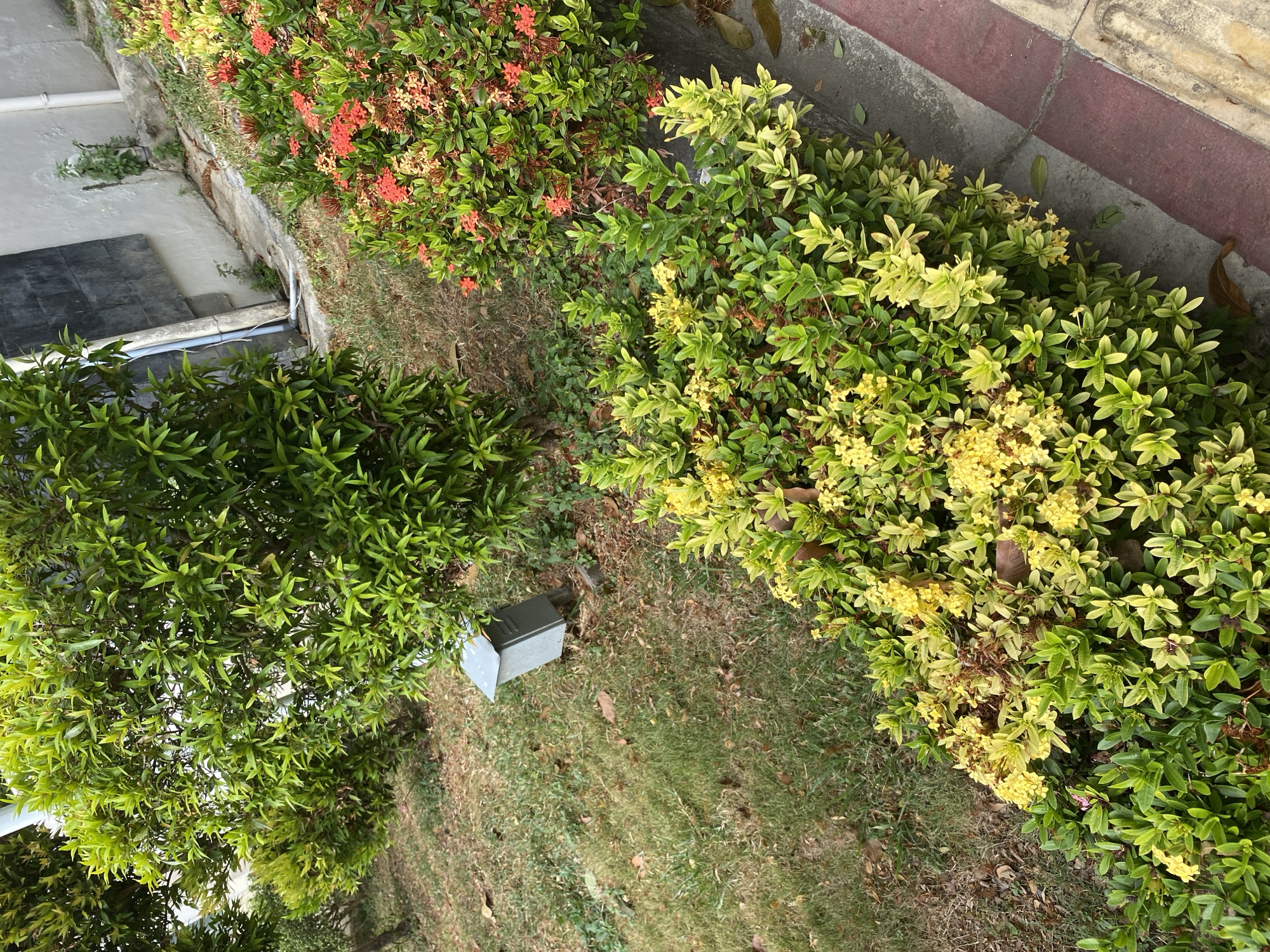 An outdoor, eye-level, medium shot captures a section of a sidewalk with a curb in the foreground. A line of green bushes with clusters of small yellow flowers runs along the edge of the sidewalk. To the right of the yellow-flowered bushes is another line of green bushes with clusters of small red flowers. Beyond these bushes, a patch of grass is visible, interspersed with dry leaves and some sparse green foliage. To the left of the grass, a larger, leafy green bush is prominent. In the background, a light-colored building wall, partially obscured by the foliage, is visible. A metal utility box, light gray in color, is situated on the grass near the base of the larger green bush. The overall scene suggests a well-maintained garden or public space.