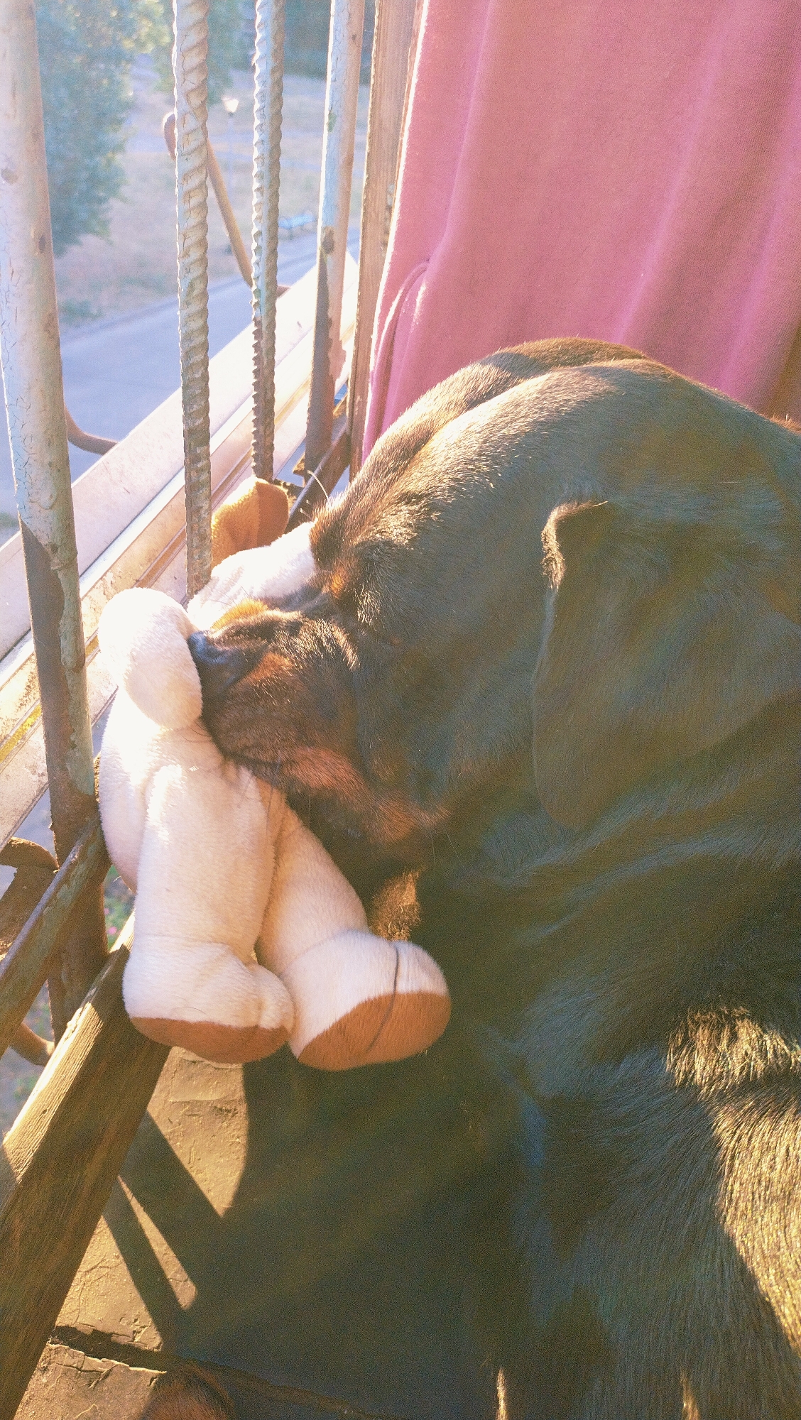In Horishni Plavni, Ukraine, a large dark-furred dog, possibly a Rottweiler, is resting by a window with a stuffed toy. The dog's head is turned to the side, and it appears to be holding the toy, which is light-colored with brown accents on its feet, close to its face, possibly chewing or cuddling it. The dog is positioned on a surface that looks like wood, and a pink fabric, possibly a blanket or clothing, is visible in the background. The scene is illuminated by natural light, casting shadows and highlighting the dog's fur. The window has metal bars, suggesting an outdoor balcony or a reinforced window. The background outside the window shows greenery and a street.