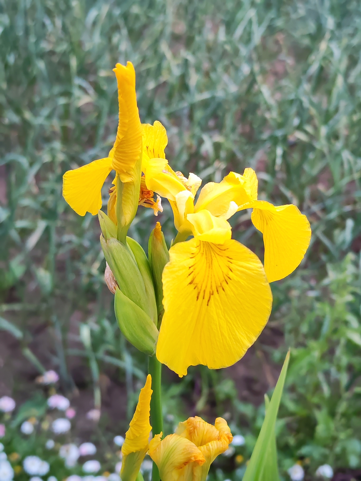 A close-up, vertical shot focuses on a vibrant yellow iris flower with several buds and green sepals. The iris is in the foreground, with its delicate yellow petals unfurling. Brown lines are visible on one of the larger petals. The background consists of blurred green foliage and a few small, out-of-focus white and pink flowers. The scene appears to be outdoors, possibly in a garden or natural setting within the city of Pervomaysky, Russia. There are no people or visible actions depicted in the image.