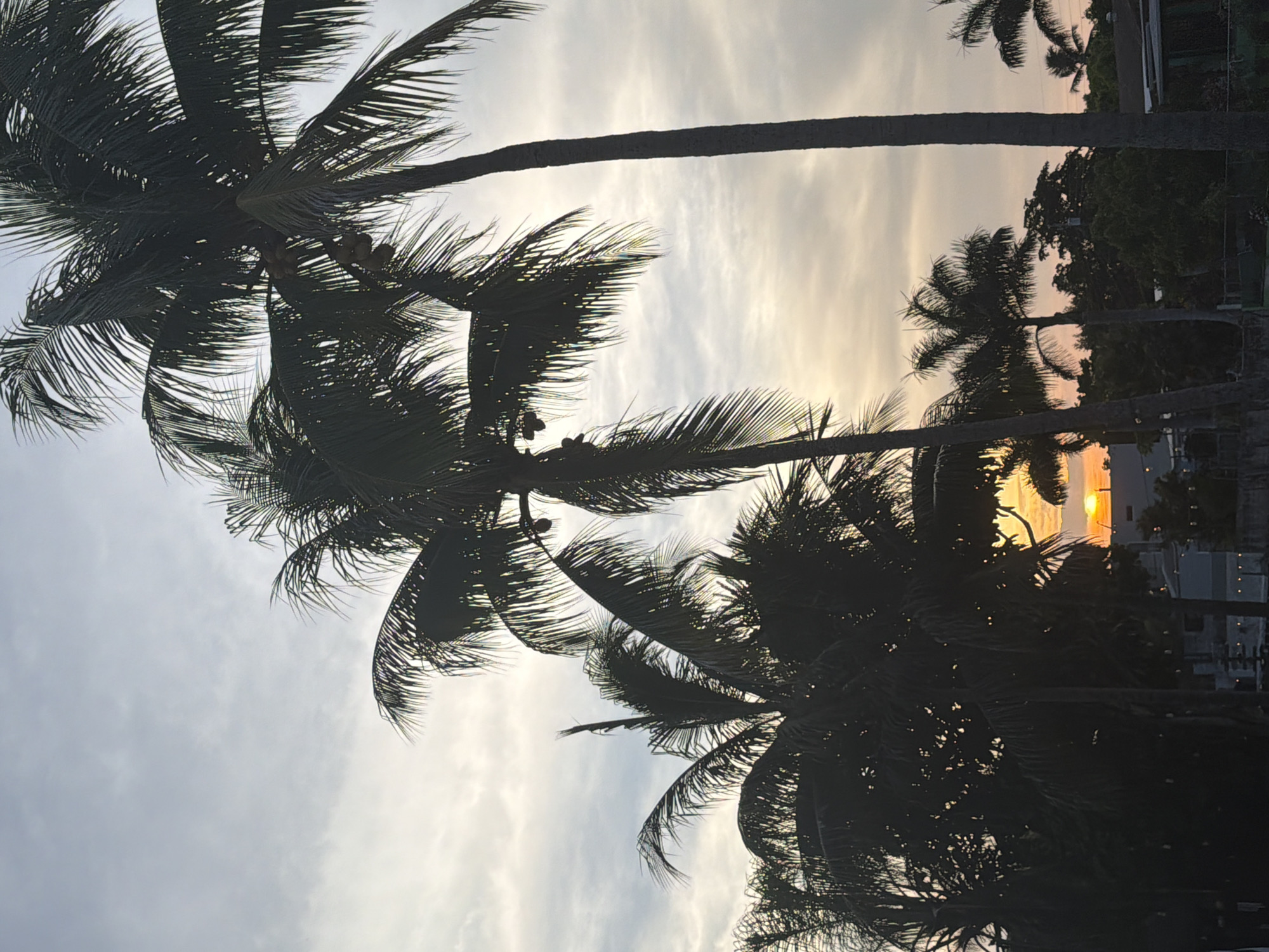 The image captures a sunset scene with palm trees silhouetted against a cloudy sky. The sun, a bright orange orb, is visible low on the horizon, peeking through the fronds of several palm trees. The sky transitions from a light gray near the top to warmer hues of orange and pink closer to the horizon. Multiple palm trees of varying heights and densities dominate the foreground and midground, their dark silhouettes creating a strong contrast with the colorful sky. In the background, there are hints of buildings and other vegetation, suggesting an urban or suburban environment. The overall atmosphere is tranquil and picturesque, characteristic of a tropical sunset. The specific location is Miami, United States of America.