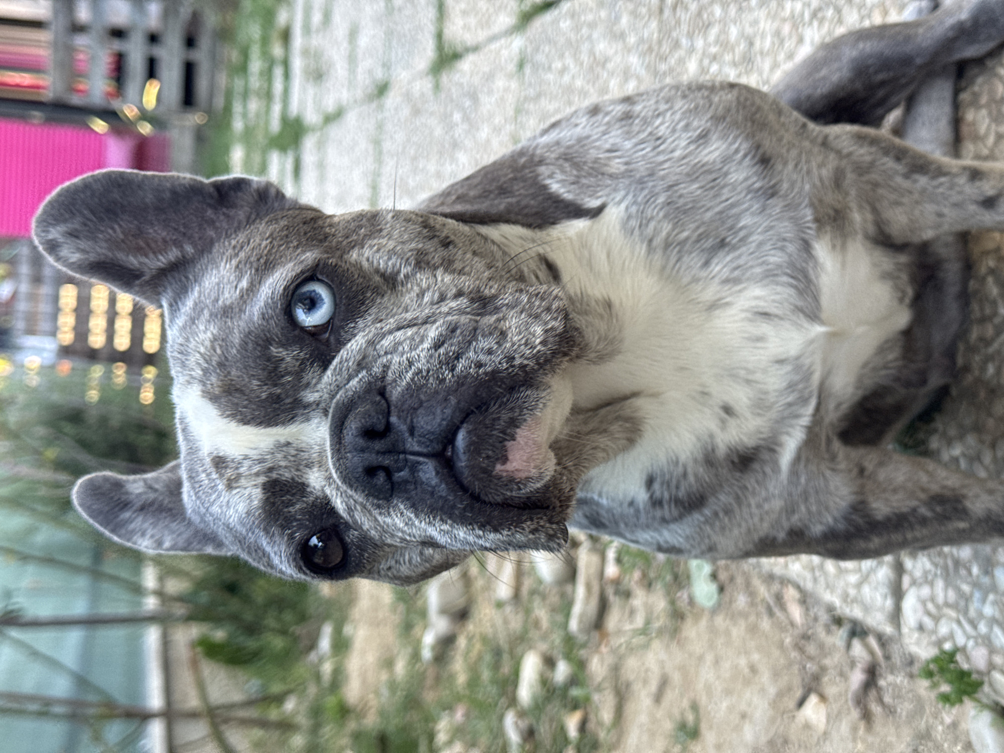 A merle French Bulldog with heterochromia, one brown eye and one blue eye, sits on a paved walkway with a dirt and gravel border. The dog is facing forward, its head slightly tilted to the left. Its fur is a mix of gray and white with darker brindle markings. The background shows foliage, a fence, and some blurry structures, suggesting an outdoor setting. The image is taken at a slight upward angle, focusing on the dog's face. The scene is not identifiable as being in San Benedetto del Tronto, Italy.
