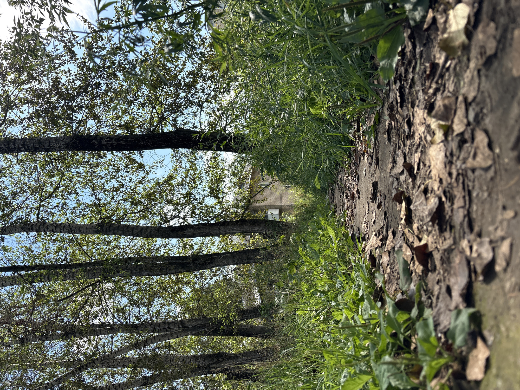 An outdoor, low-angle, eye-level shot captures a dirt path in Krasnokamsk, Russia, lined with lush green grass and fallen leaves. Tall, slender trees with visible bark stand to the left, their branches forming a canopy against a bright blue sky with scattered white clouds. In the background, a multi-story brick building with visible windows is partially obscured by the foliage. The lighting suggests a daytime scene, with sunlight filtering through the leaves.