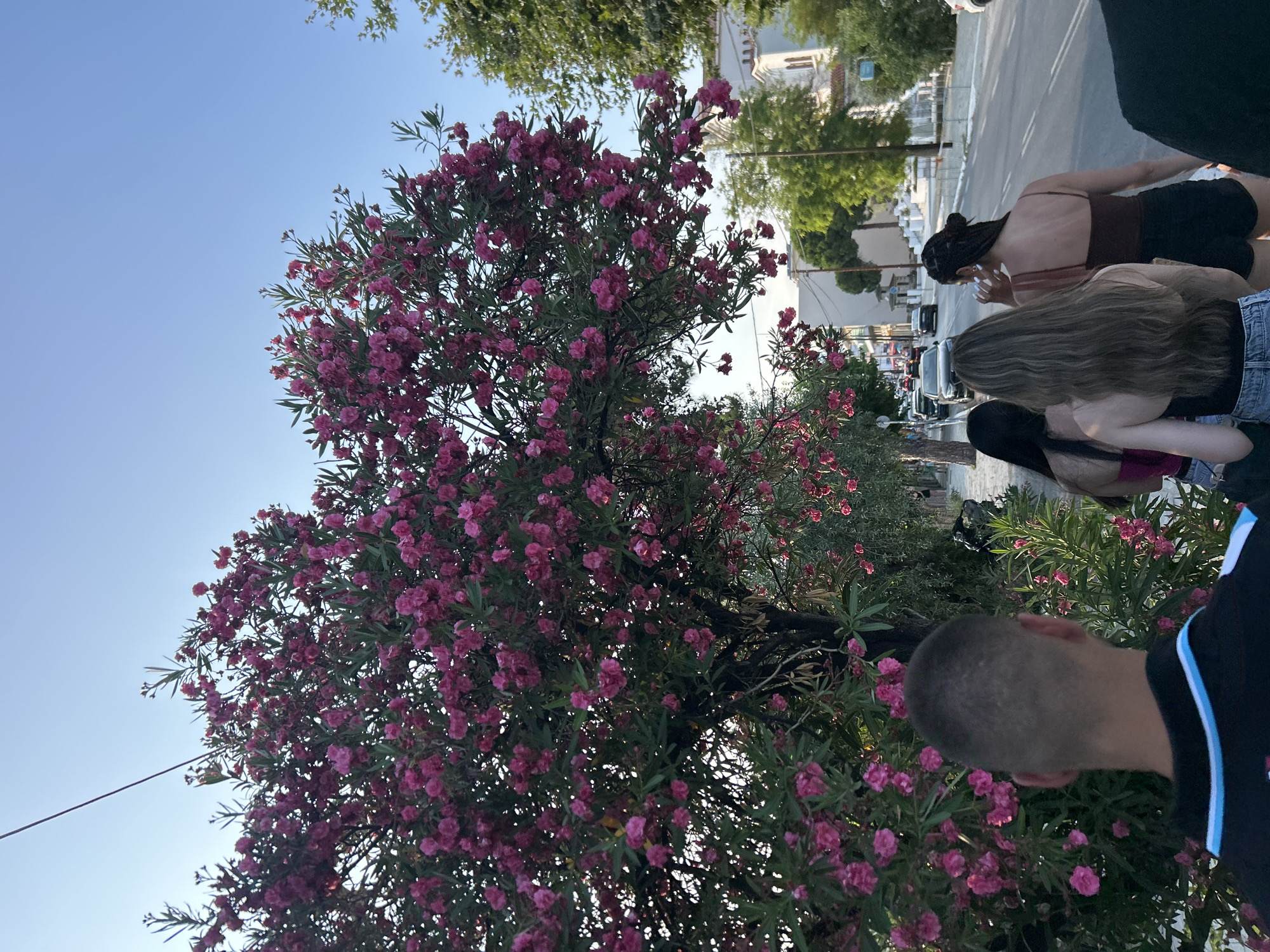 In a city setting, a large tree with vibrant pink flowers dominates the left side of the frame, casting a partial shadow. The tree is situated next to a sidewalk and a street. Several individuals are walking on the sidewalk, facing away from the camera and towards the right. In the foreground, the back of a man's head is visible, wearing a black polo shirt with blue and white stripes. Behind him, three women are walking. The first woman has long, light brown hair. The second woman has dark hair braided into a bun and is wearing a dark reddish-brown tank top and black shorts. The third woman is partially obscured but appears to be wearing a dark top. The street is paved and has cars driving on it. Buildings and more trees are visible in the background. The sky is clear and blue.